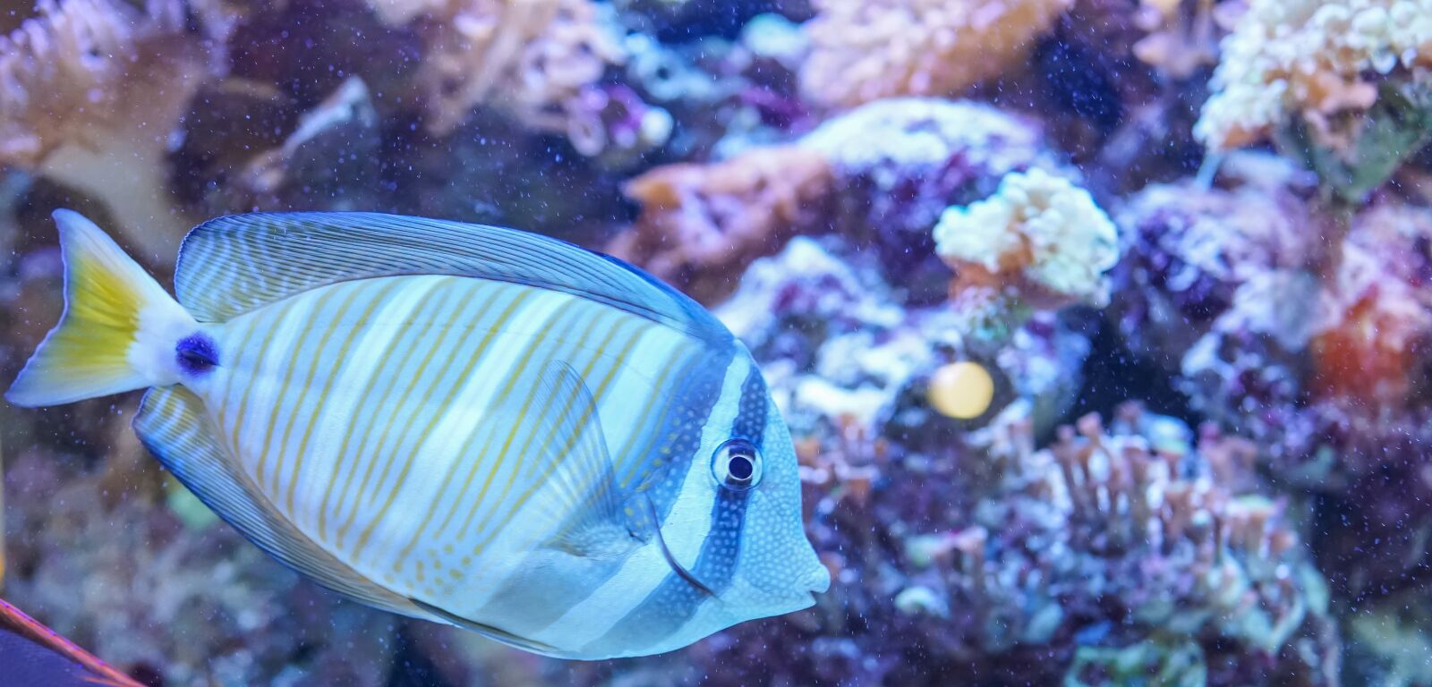 Sony Cyber-shot DSC-RX1R II sample photo. Underwater, fish, ocean photography