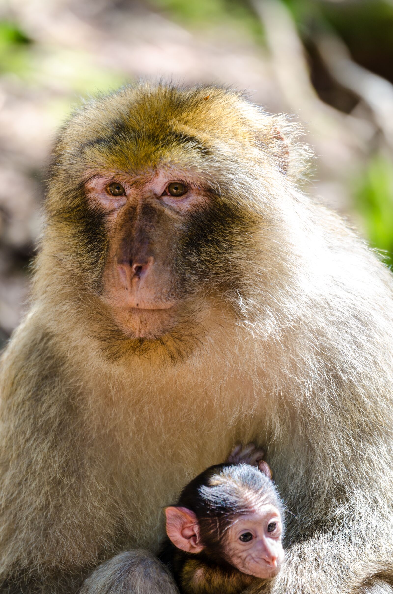 Nikon D7000 sample photo. Macaque, monkey, animal photography