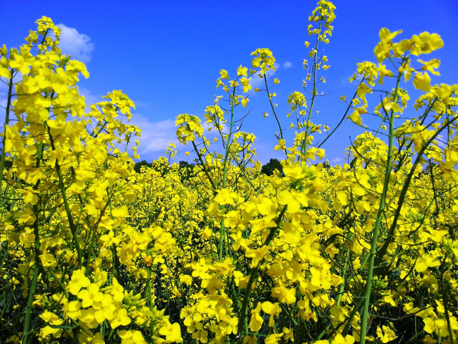 Samsung Galaxy S2 sample photo. Oilseed rape, field of photography