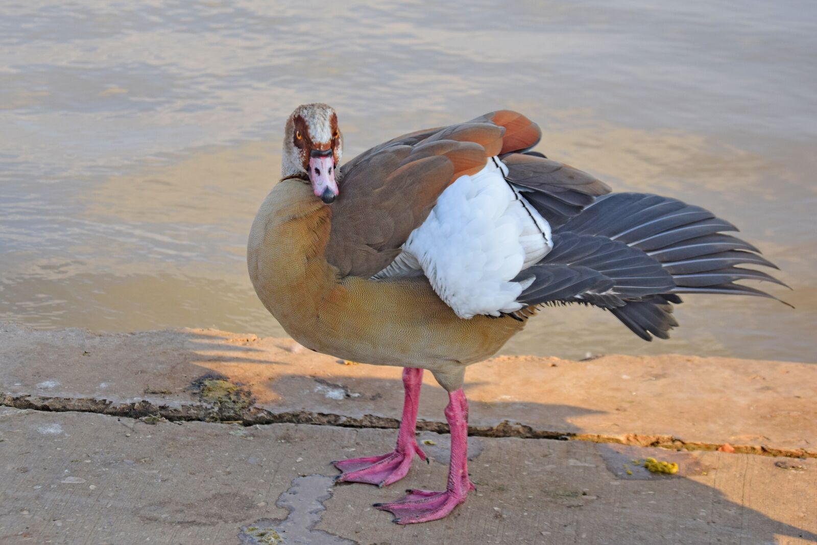 Nikon D3300 sample photo. Duck, pond, bird photography