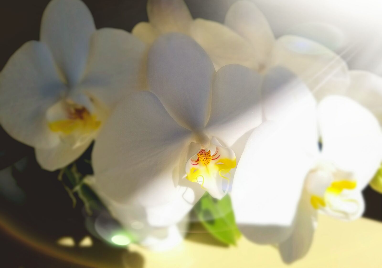 Samsung Galaxy A9 (2018) sample photo. Orchid, flower, white photography