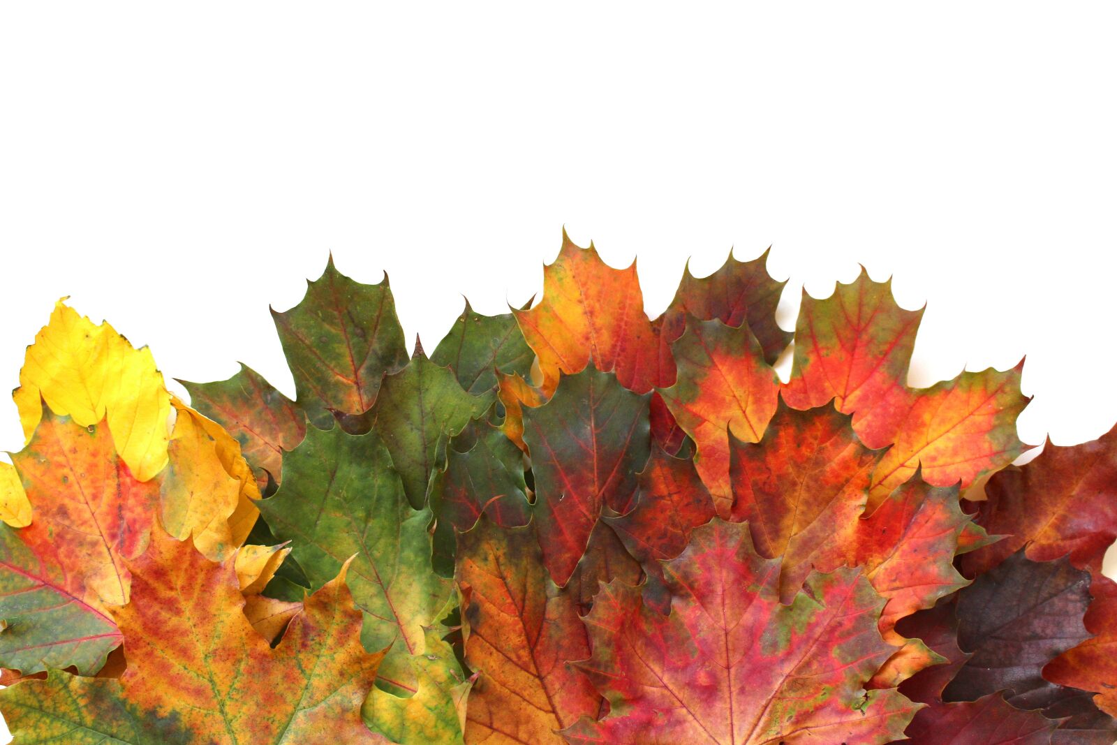 Canon EOS 700D (EOS Rebel T5i / EOS Kiss X7i) sample photo. Leaves, autumn, fall foliage photography