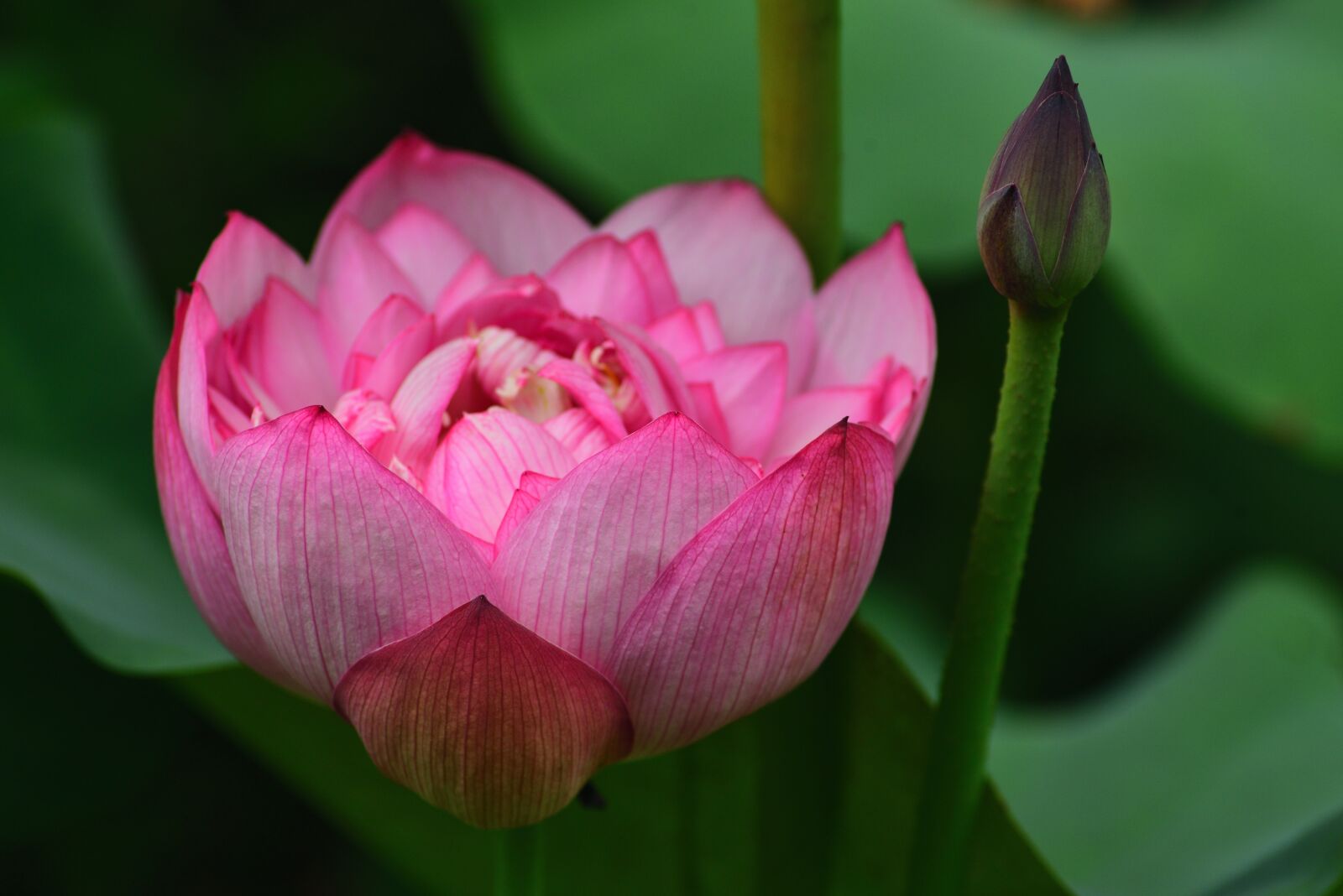 Nikon D750 sample photo. Plant, flower, lotus photography