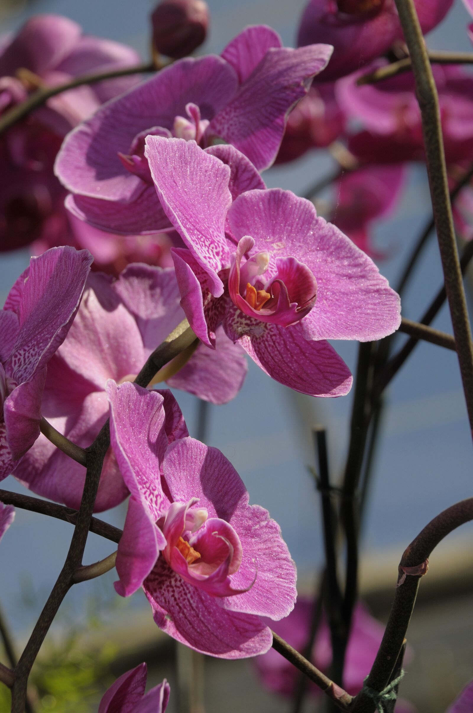 Nikon D300 sample photo. Orchid, flower, blossom photography