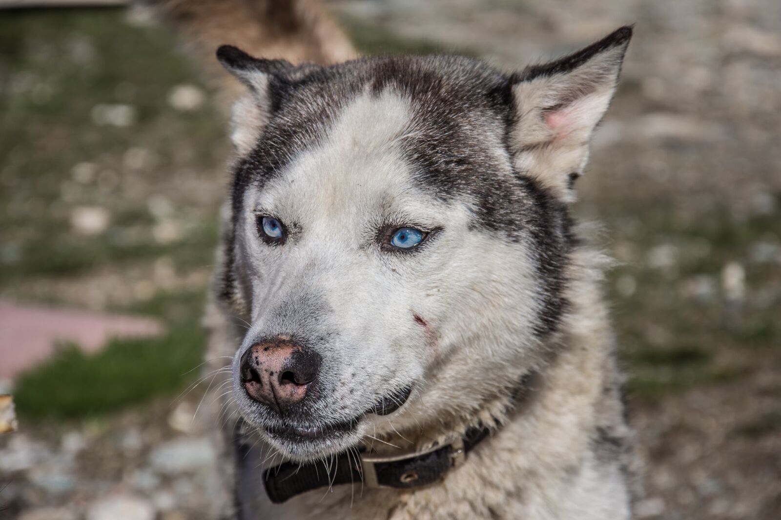 Nikon D7200 sample photo. Dog, huskey, pet photography