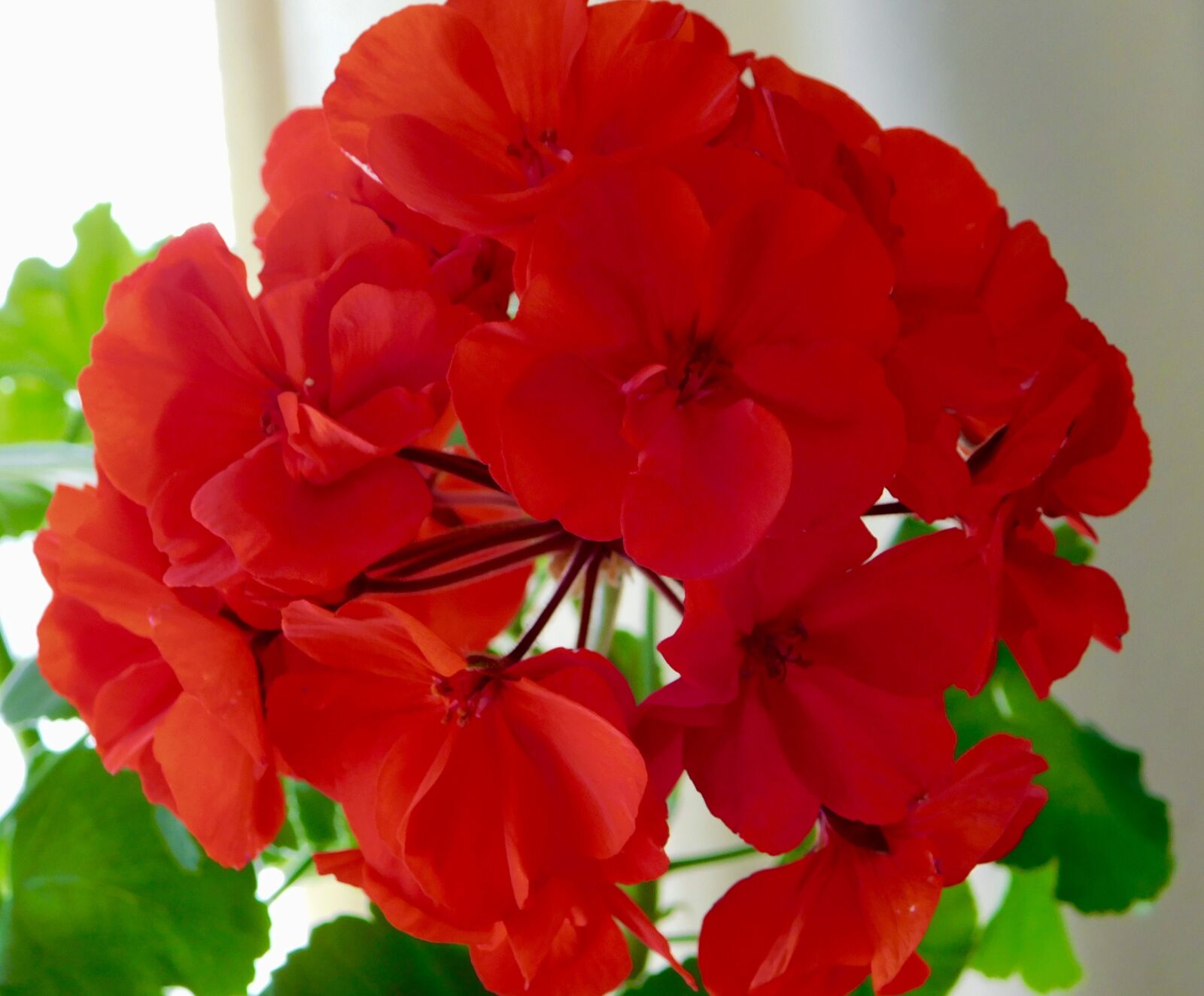 Nikon Coolpix B500 sample photo. Red, geranium, nature photography