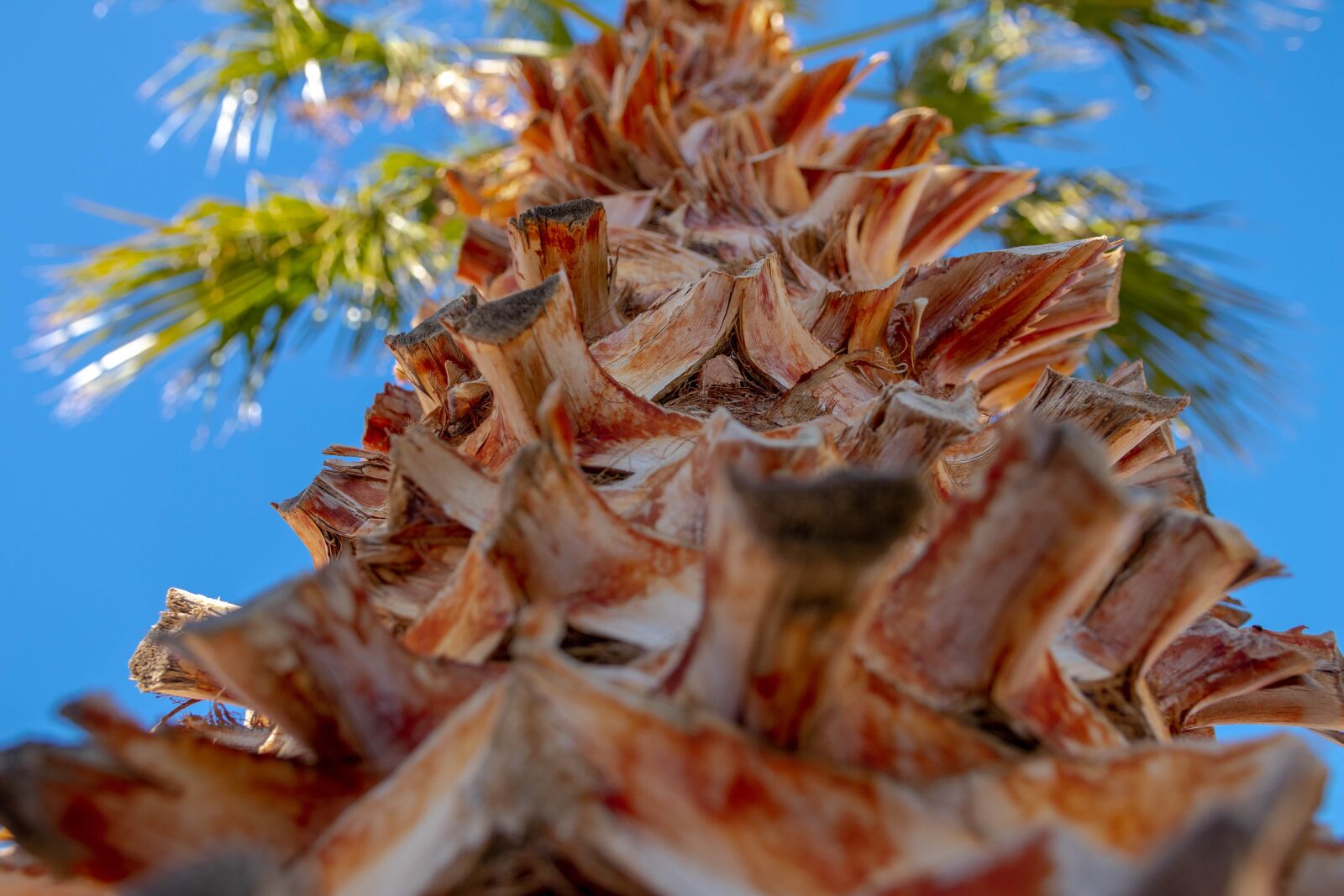 Canon EOS 80D sample photo. Palm tree, close shot photography