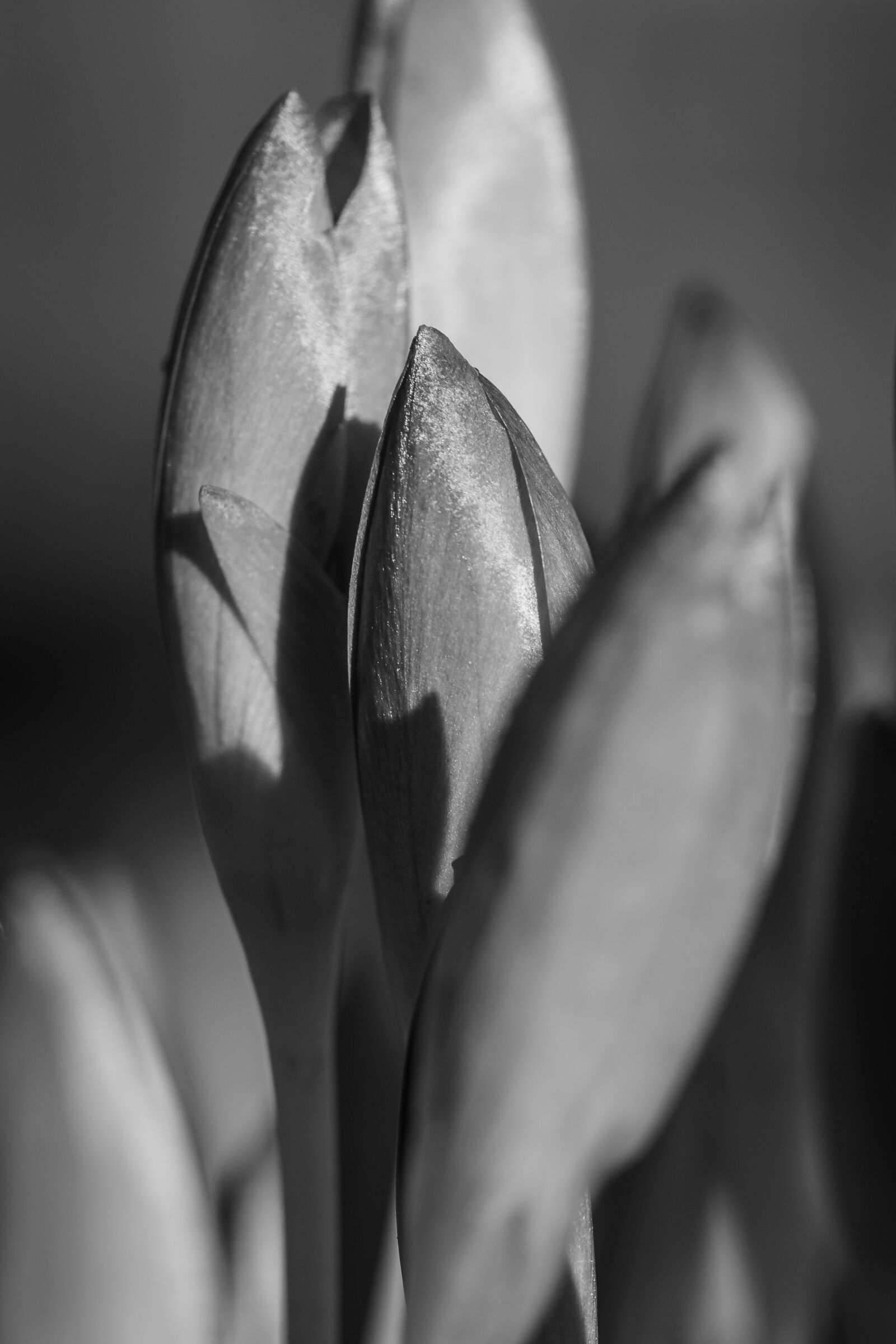 Canon EOS 70D sample photo. Flower, blossom, bloom photography