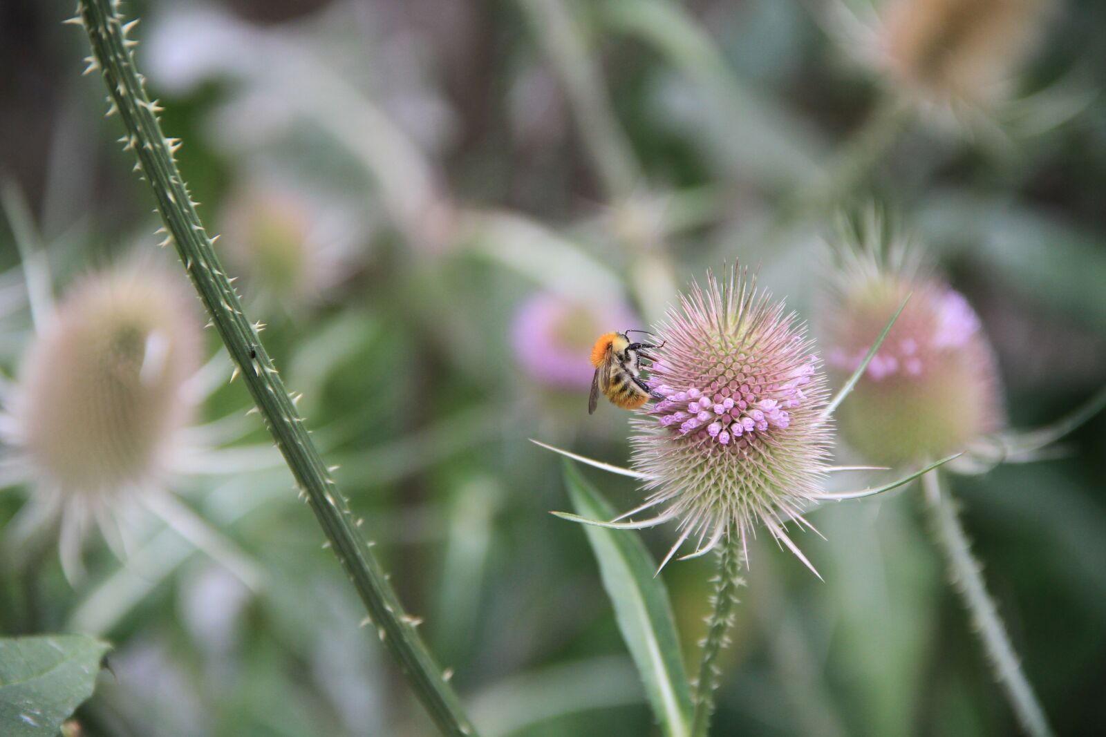 Canon EOS 7D sample photo. Medicinal plant, nature, garden photography