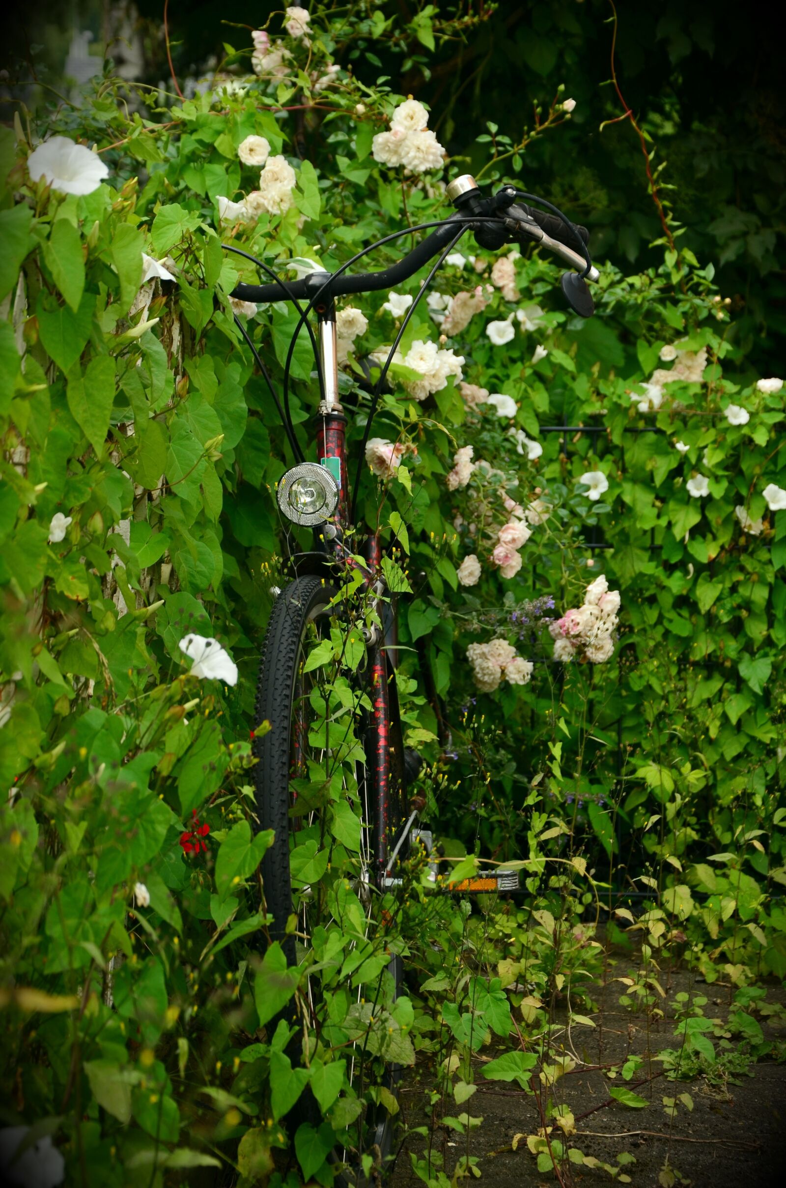 Nikon D5100 sample photo. Scrub, overgrown, bike photography
