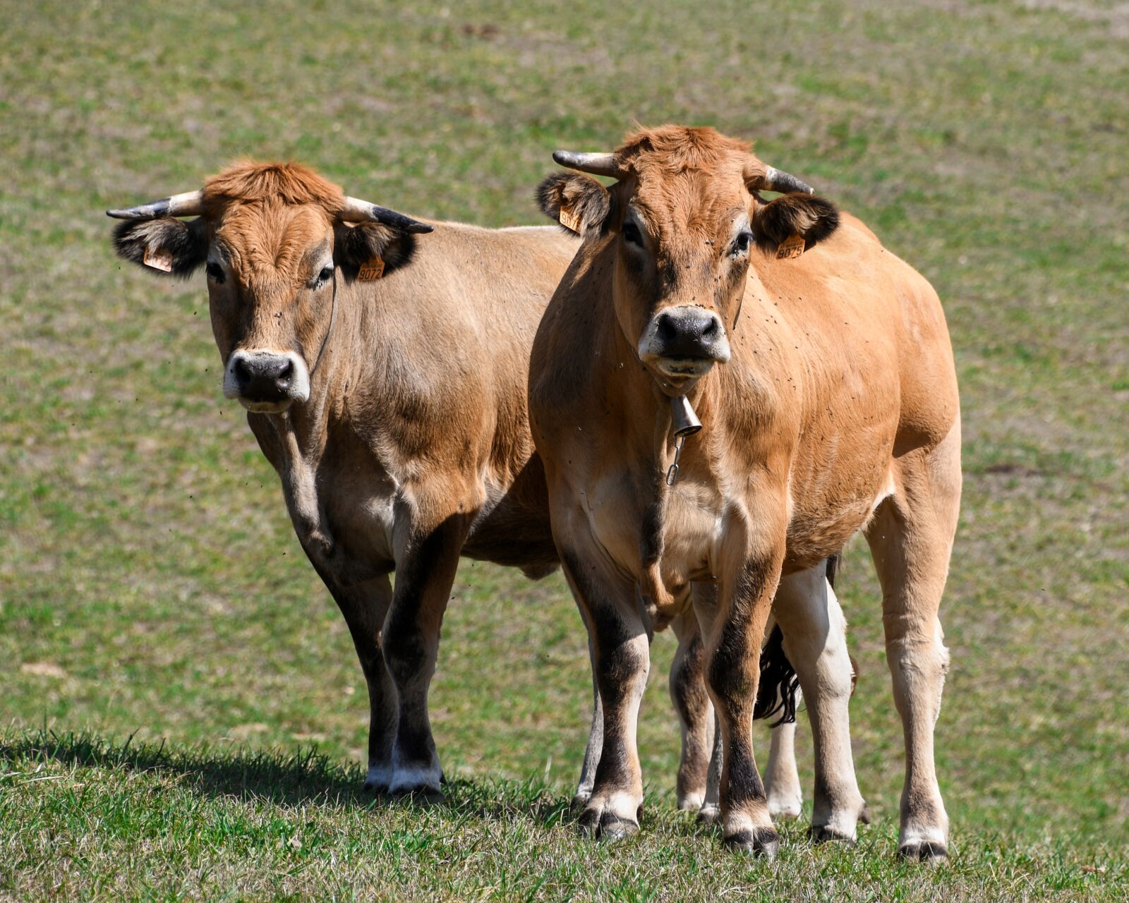 Nikon D500 sample photo. Cow, pre, pasture photography