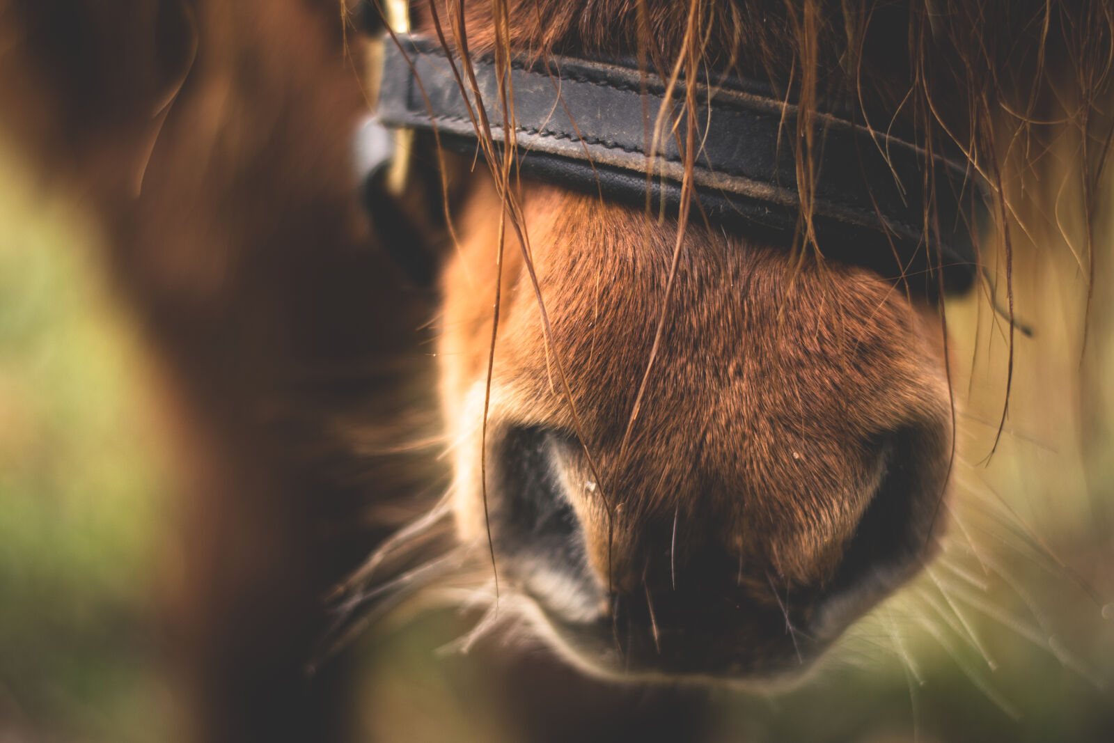 Nikon D5300 sample photo. Close, up, of, horse photography