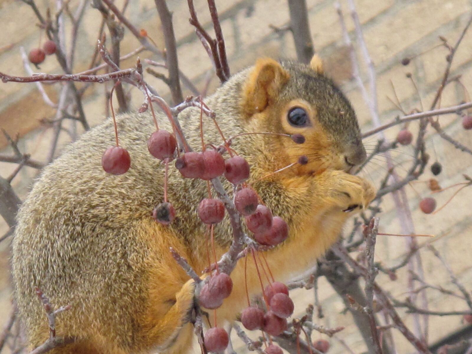 Canon PowerShot G10 sample photo. Squirrel, nature, animal photography