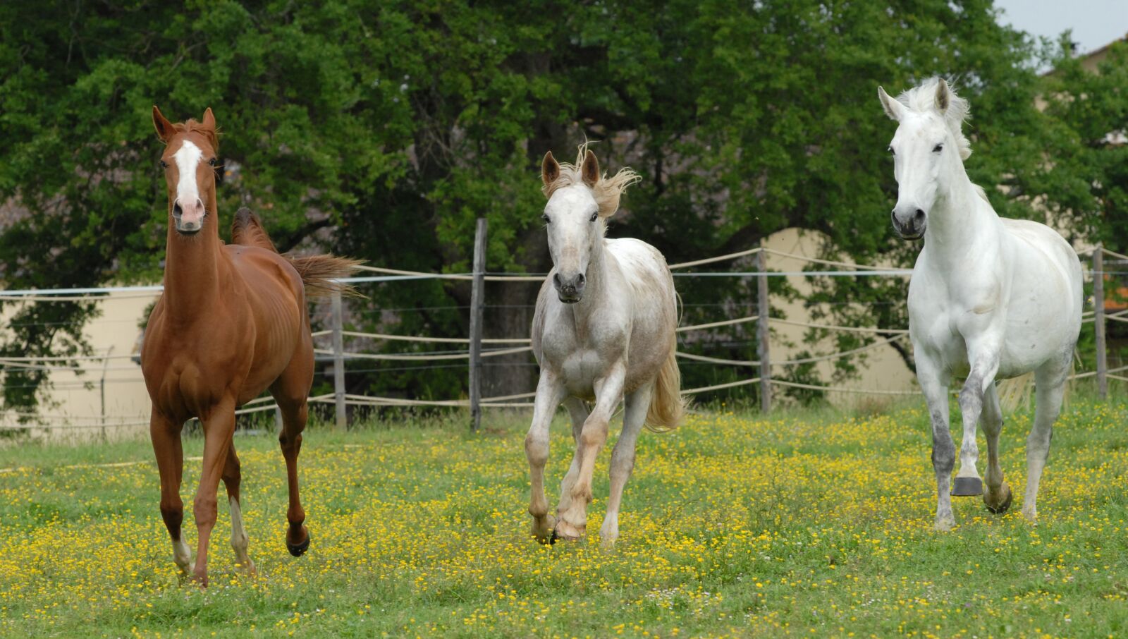 Nikon D200 sample photo. Horses, nature, free photography