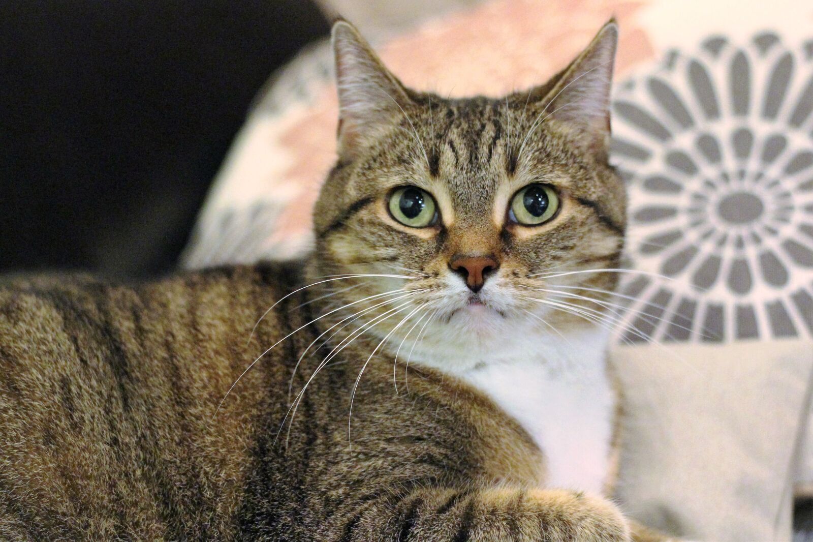 Canon EOS 700D (EOS Rebel T5i / EOS Kiss X7i) + Canon EF 50mm F1.8 II sample photo. Cat, brown, pet photography