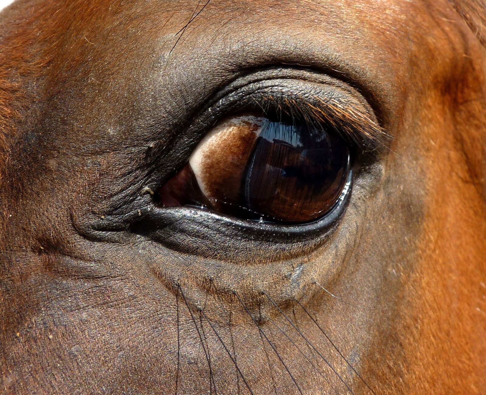 Panasonic Lumix DMC-FZ35 (Lumix DMC-FZ38) sample photo. Eye, horse, close up photography