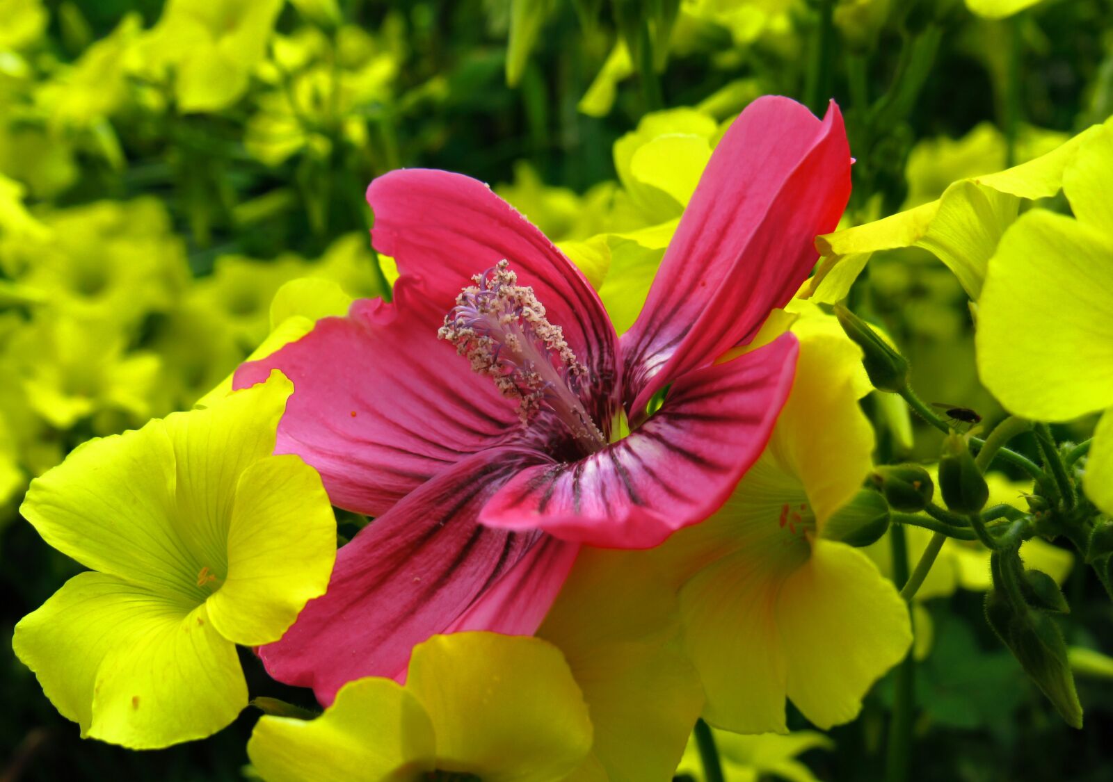 Canon PowerShot SX530 HS sample photo. Flower, flowers, pink photography