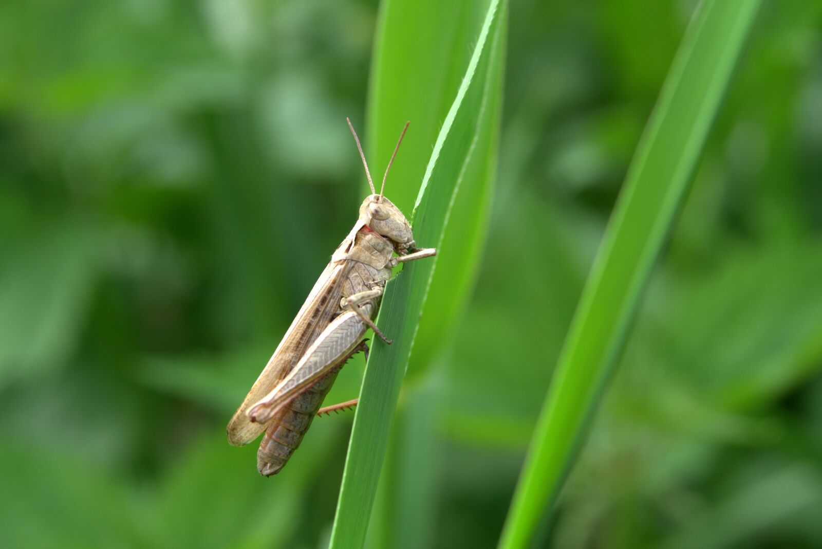 Pentax K-S2 sample photo. Grasshopper, tettigonia viridissima, prey photography