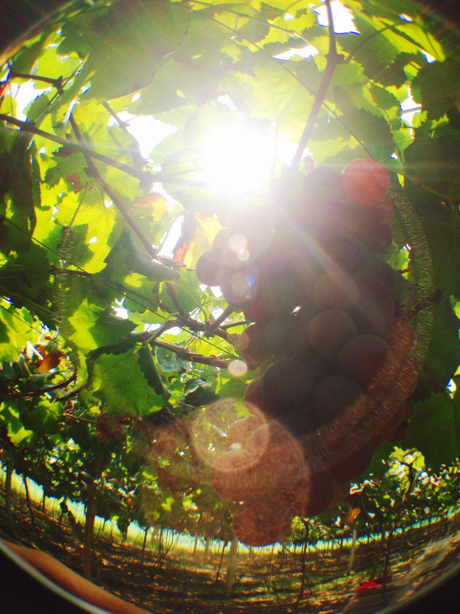iPhone 5c back camera 4.12mm f/2.4 sample photo. Grape photography