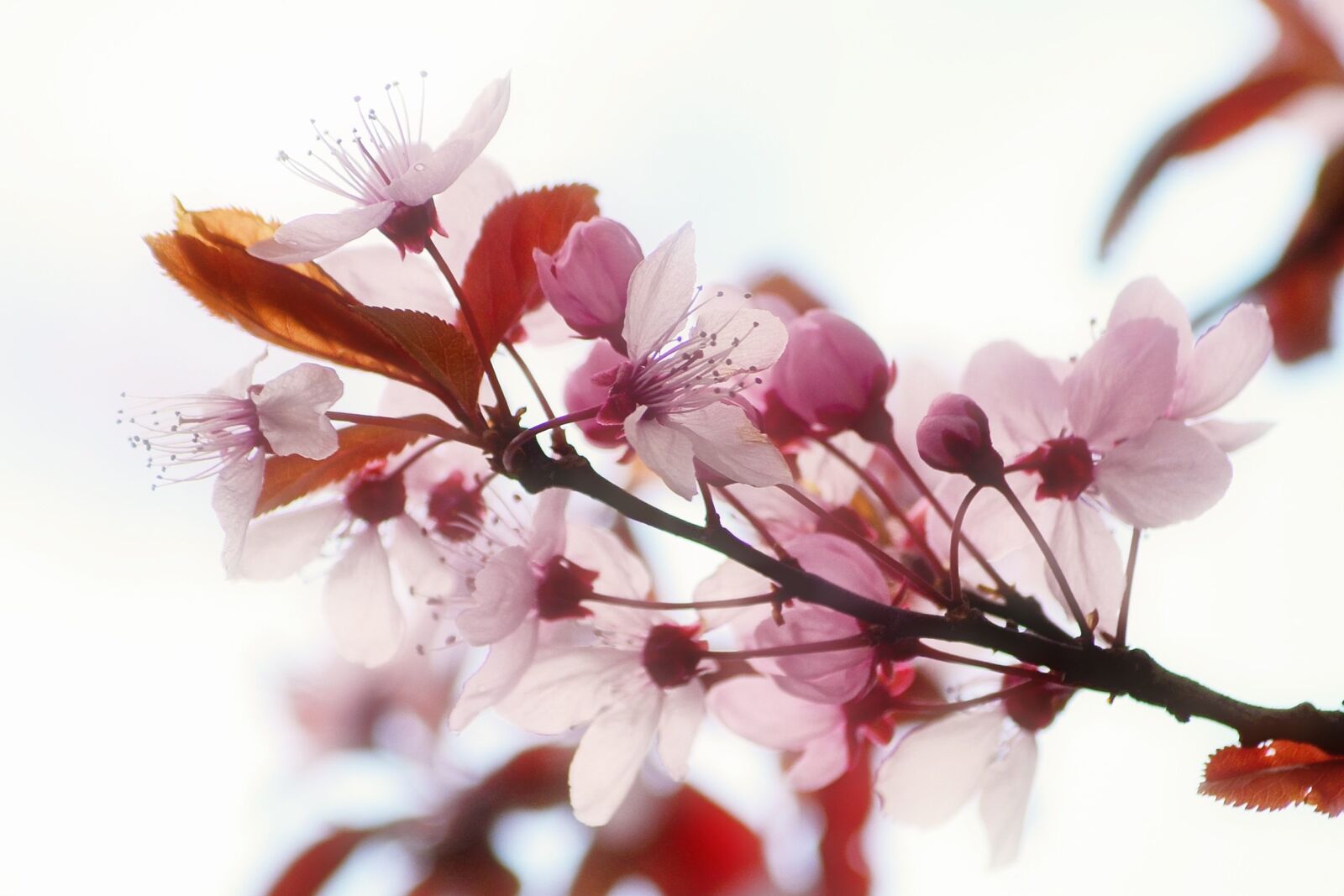 Nikon D3100 sample photo. Flower, blossoming, garden photography