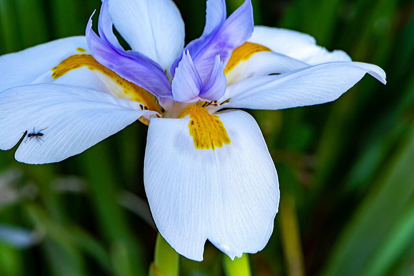 Nikon D5600 sample photo. Just flower, gentle, blossom photography
