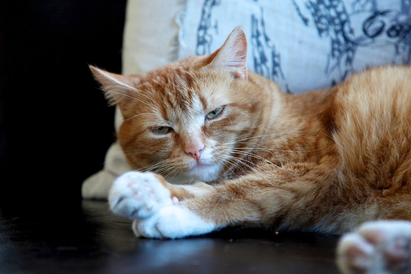 Canon EOS 5D Mark II sample photo. Cat, animal, kitten photography