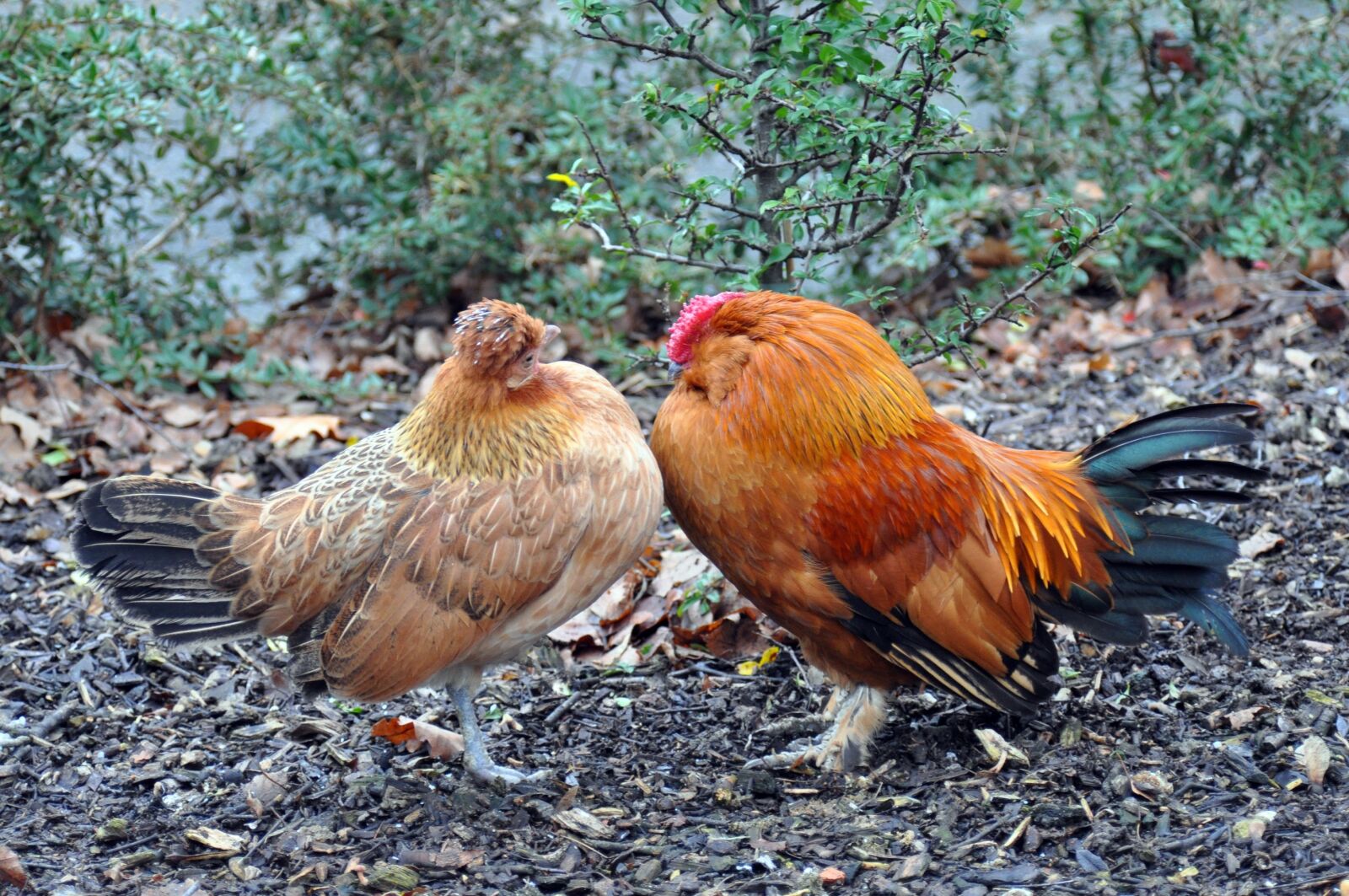 Nikon D90 sample photo. Chickens, chicken, hahn photography