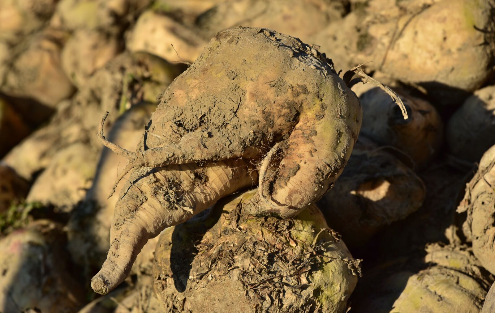 Nikon D750 sample photo. Sugar beet, vegetables, sugar photography