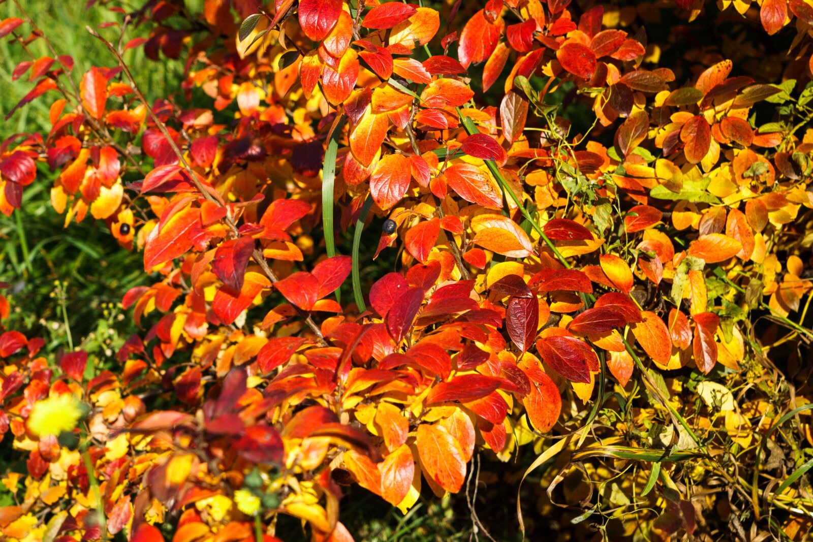 Sony Vario Tessar T* FE 24-70mm F4 ZA OSS sample photo. Autumn, foliage, colorful photography