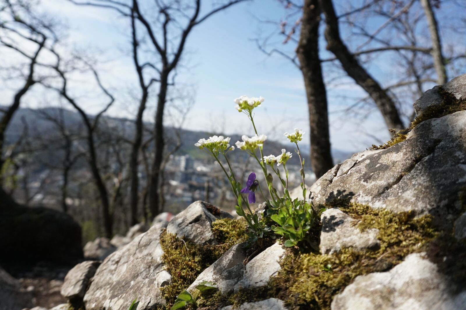 Sony E 16-50mm F3.5-5.6 PZ OSS sample photo. Flower, spring, mountain photography