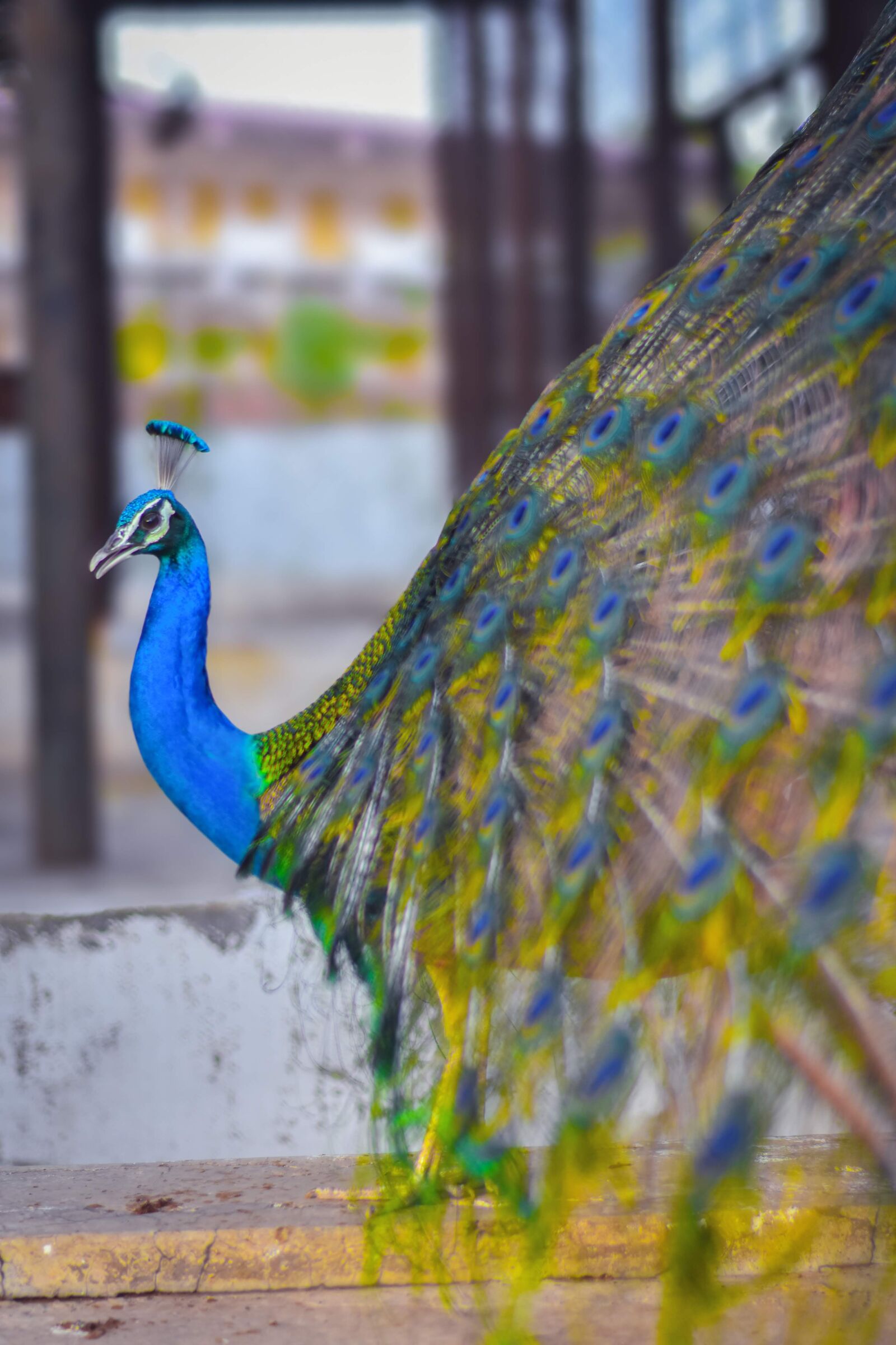 Nikon D7200 sample photo. Peacock, bird, zoo photography