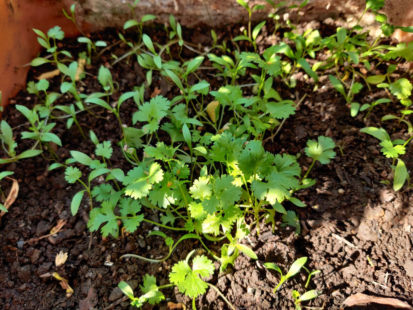 OnePlus HD1901 sample photo. Coriander, gardening, greens photography