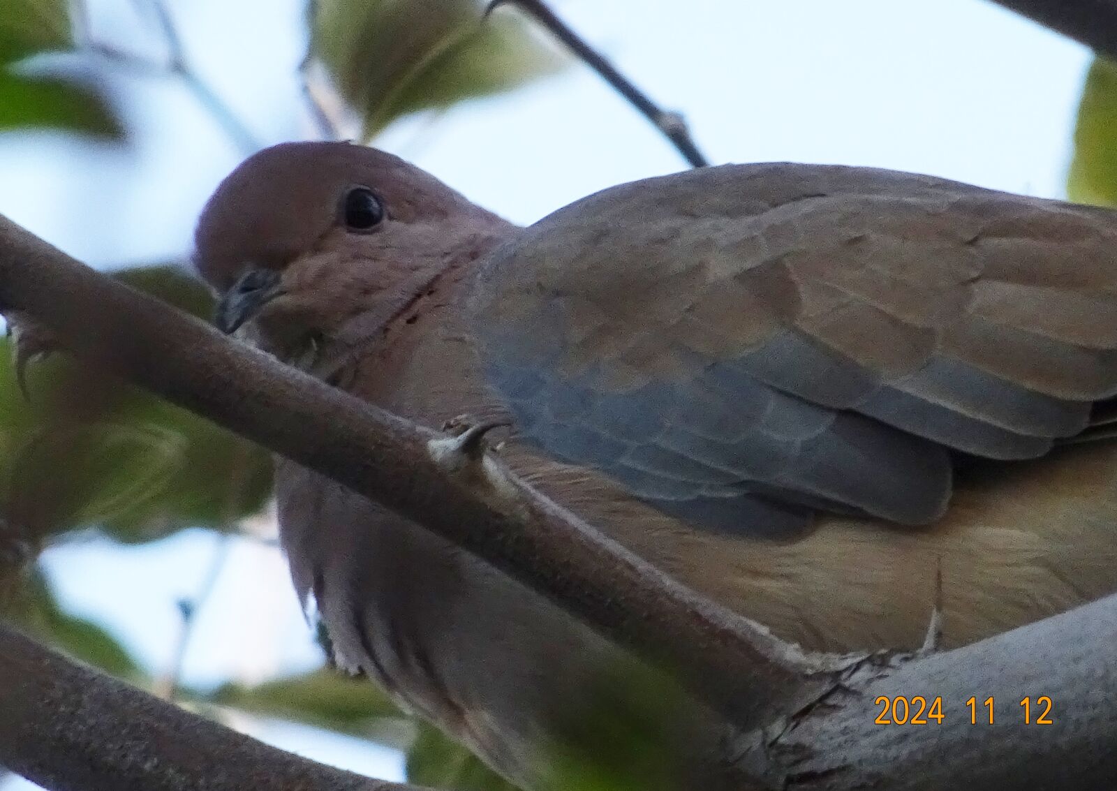 Sony DSC-HX60V sample photo