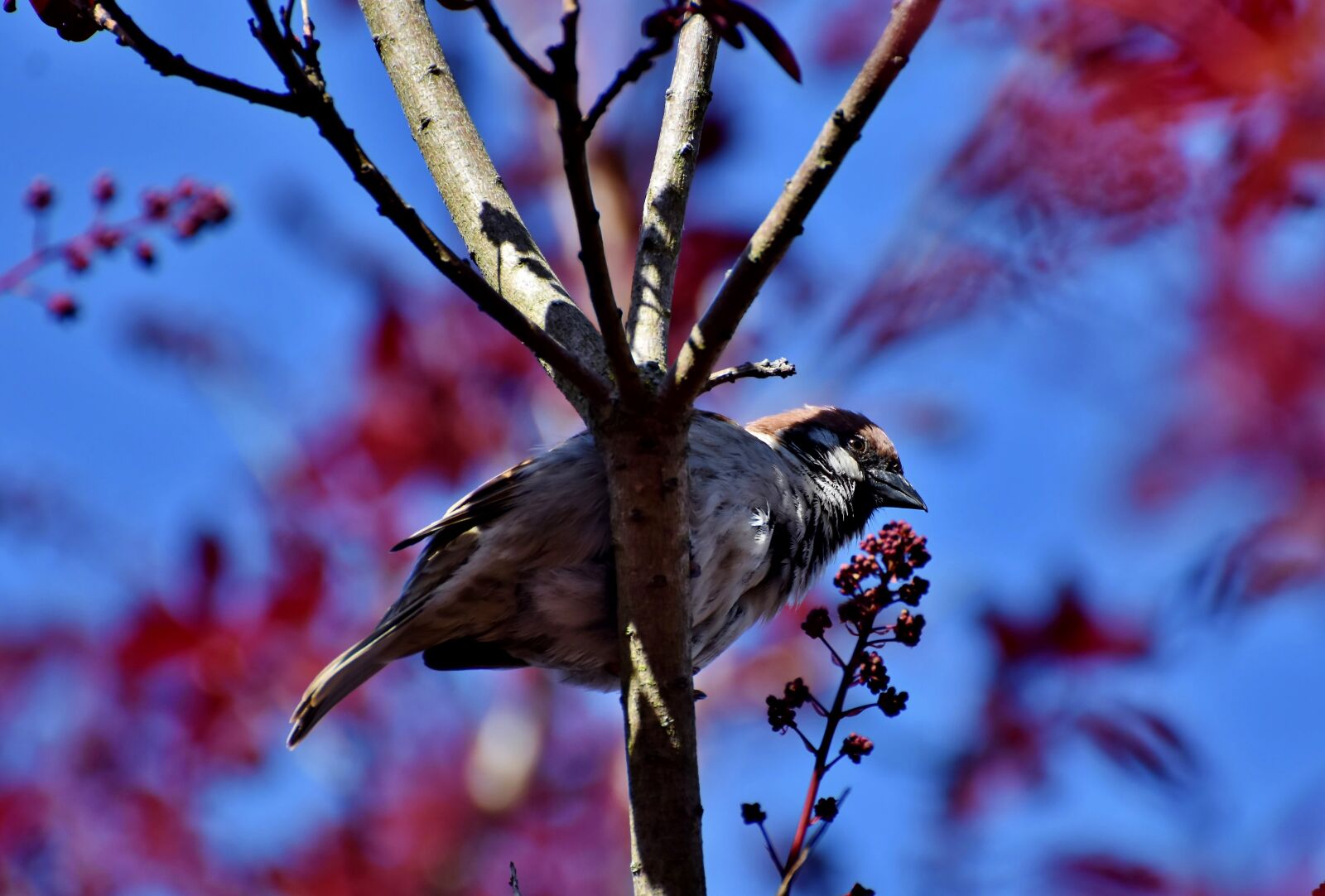Nikon D7200 sample photo. Sparrow, sperling, bird photography