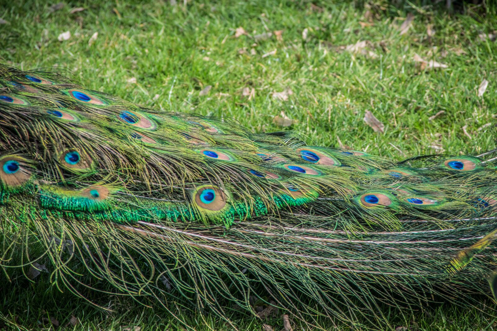Nikon D5300 sample photo. Peacock, feather, bird photography