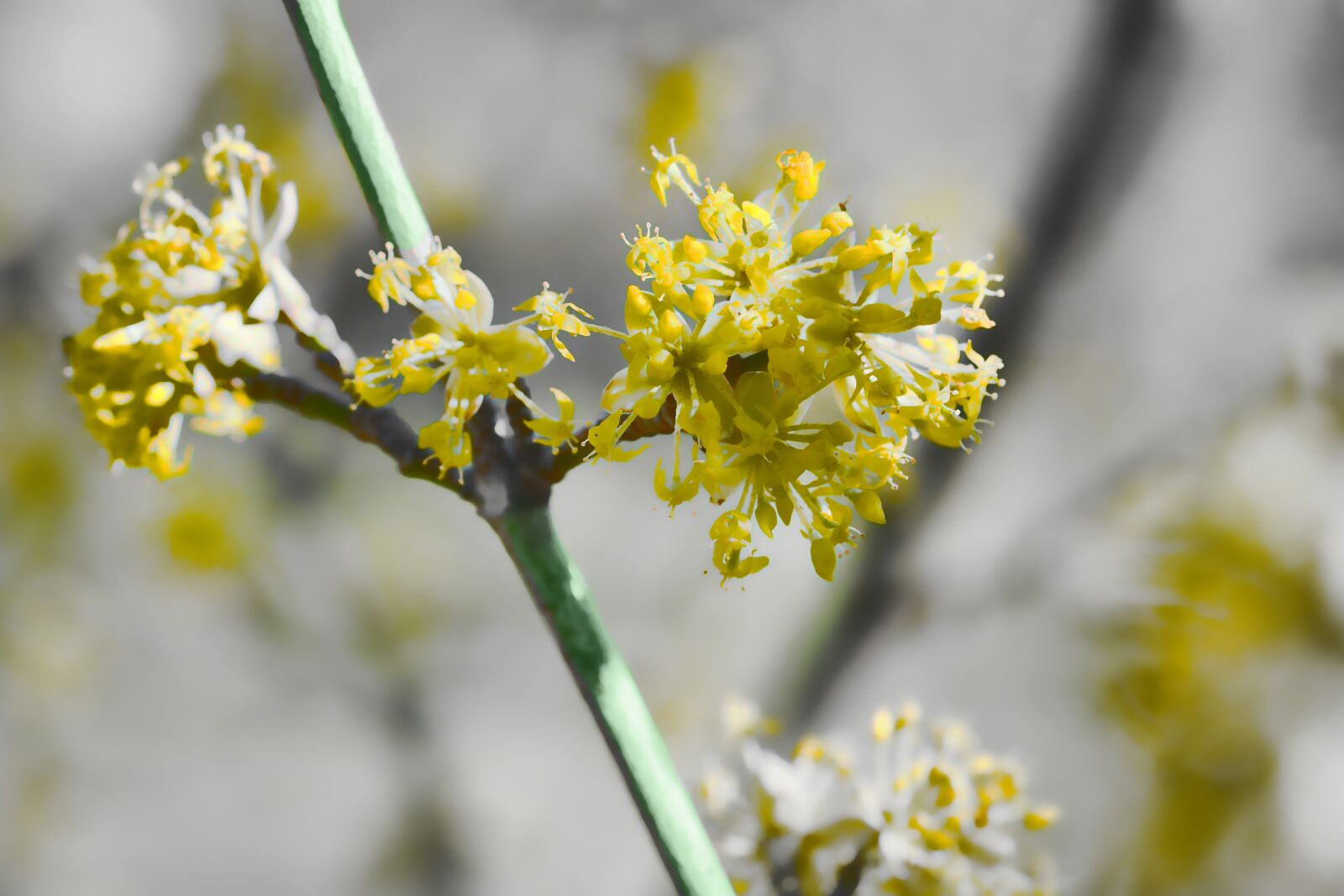 Sony a6000 + Sony FE 90mm F2.8 Macro G OSS sample photo. Blossom, nature, plant photography