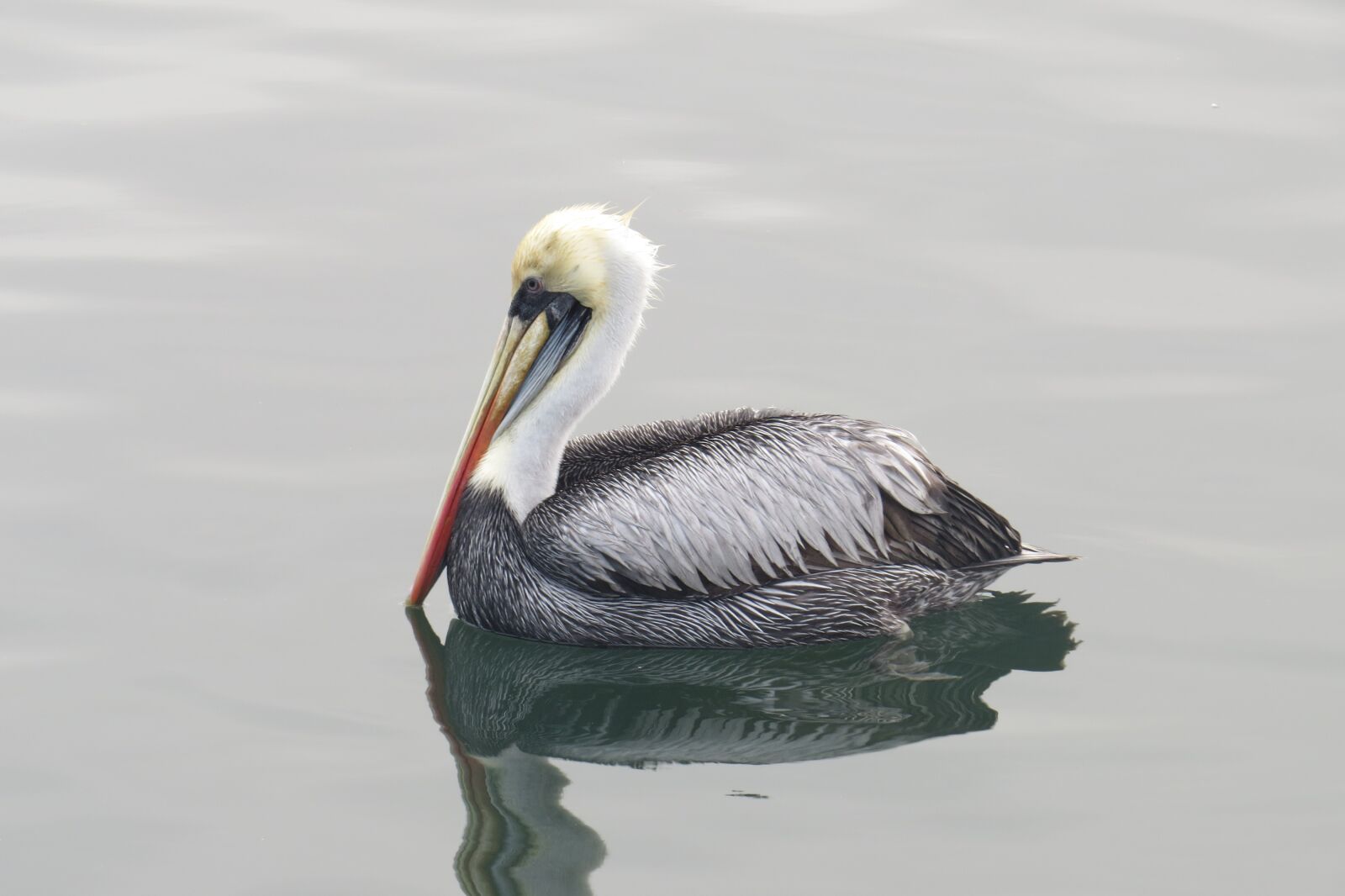 Canon PowerShot SX50 HS sample photo. Bird, pelican, lake photography