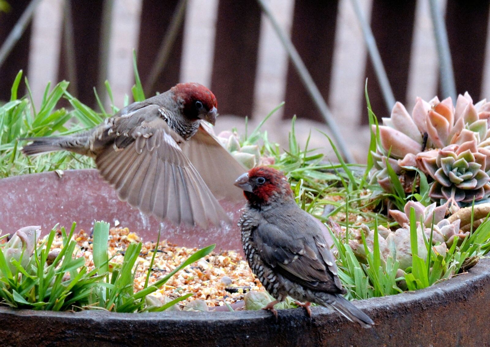 Nikon D3100 sample photo. Garden birds, flying, colorful photography