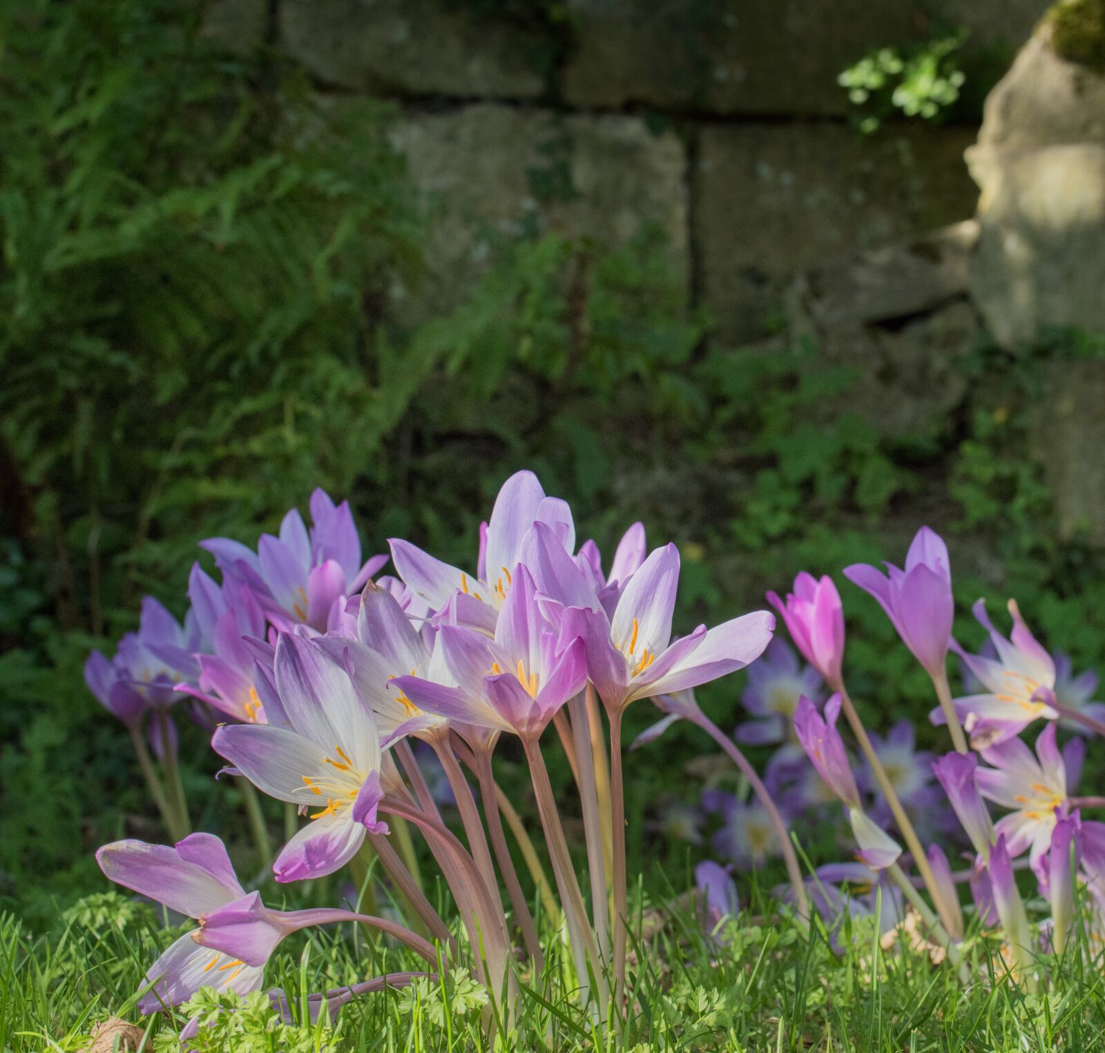 Nikon D810 sample photo. Crocus, flowers, nature photography