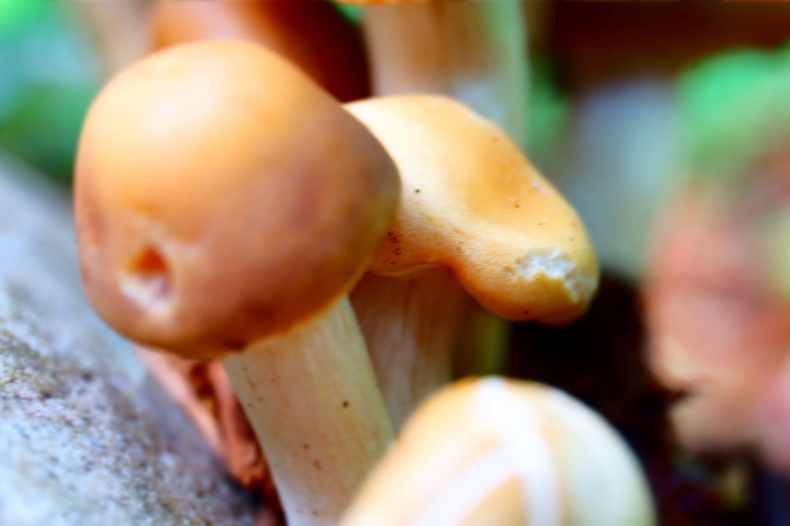 Fujifilm X-A3 + Fujifilm XC 16-50mm F3.5-5.6 OIS II sample photo. Shrooms, mushrooms, fungus photography