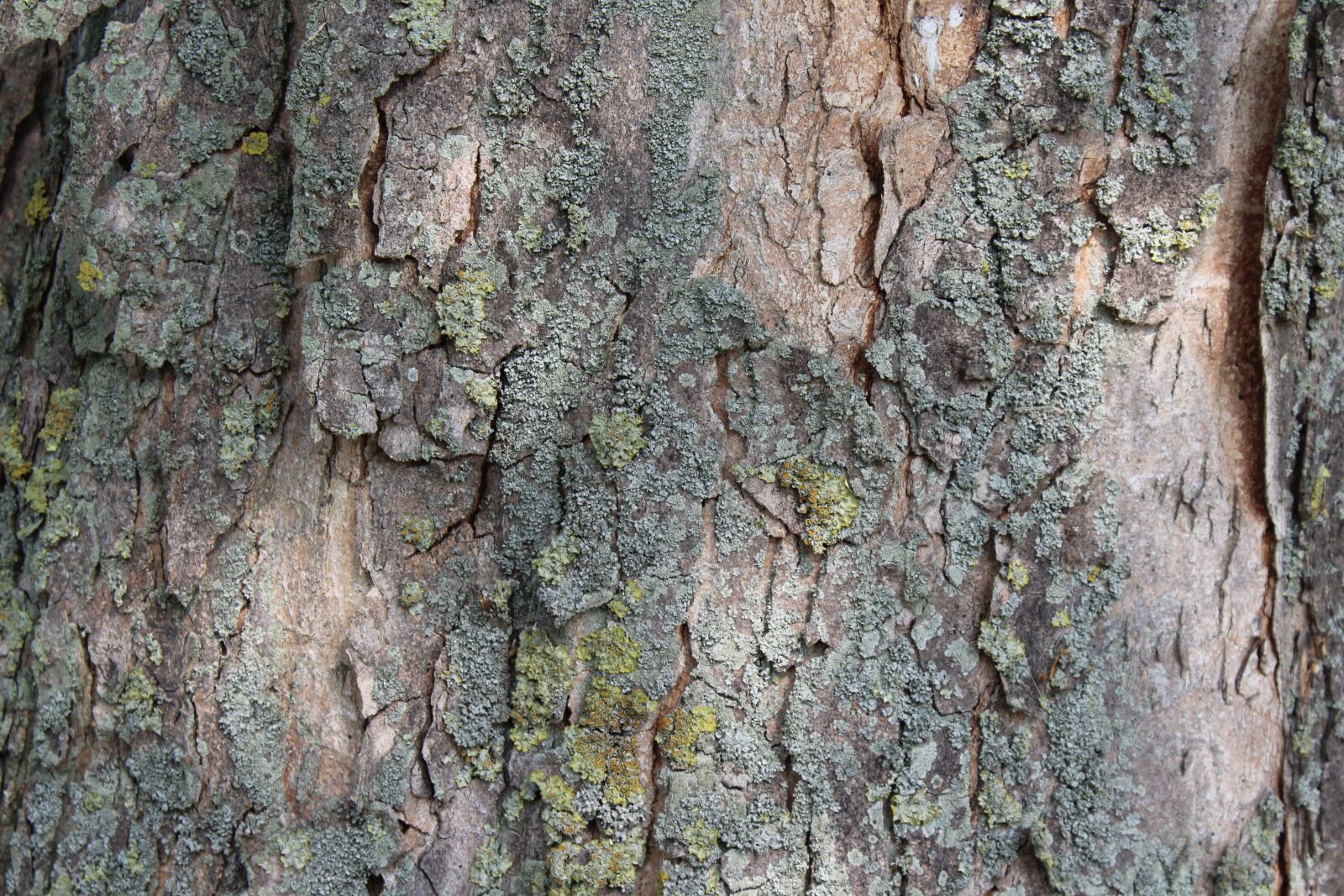 Canon EOS 1300D (EOS Rebel T6 / EOS Kiss X80) sample photo. Tree bark, bark, log photography