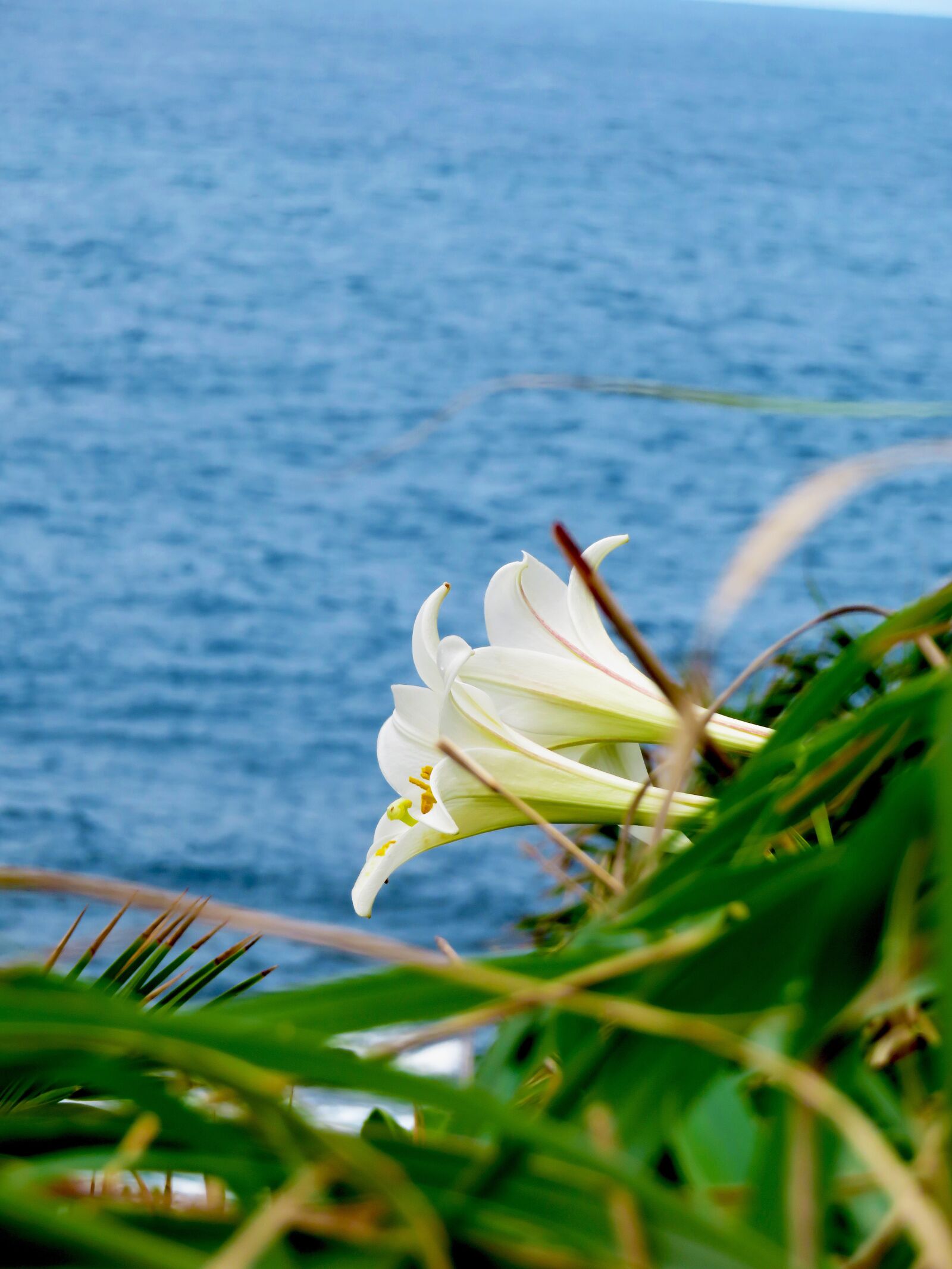 Canon PowerShot SX720 HS sample photo. Wild lily, lily, wild photography