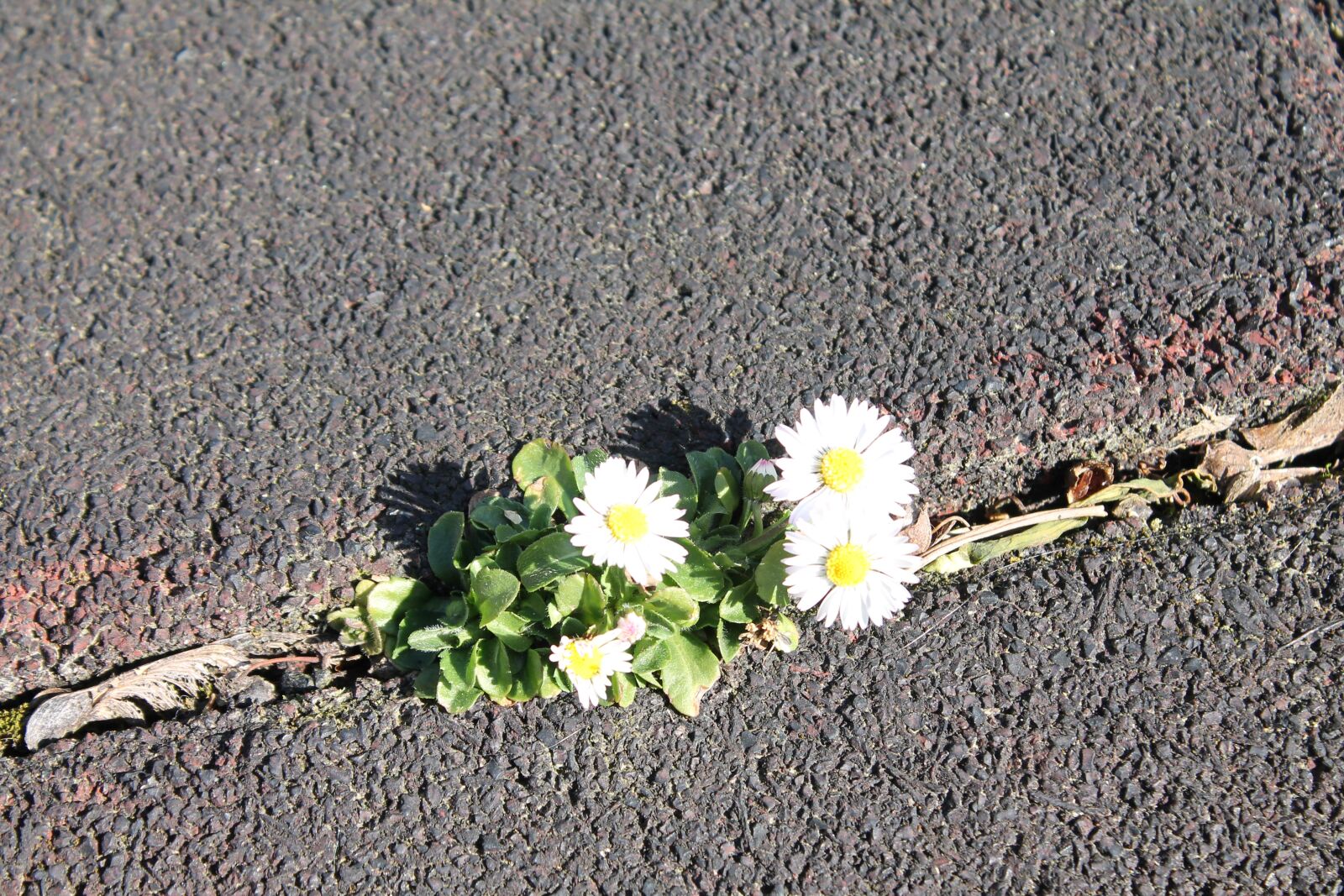 Canon EOS 1100D (EOS Rebel T3 / EOS Kiss X50) sample photo. Daisy, crack, asphalt photography