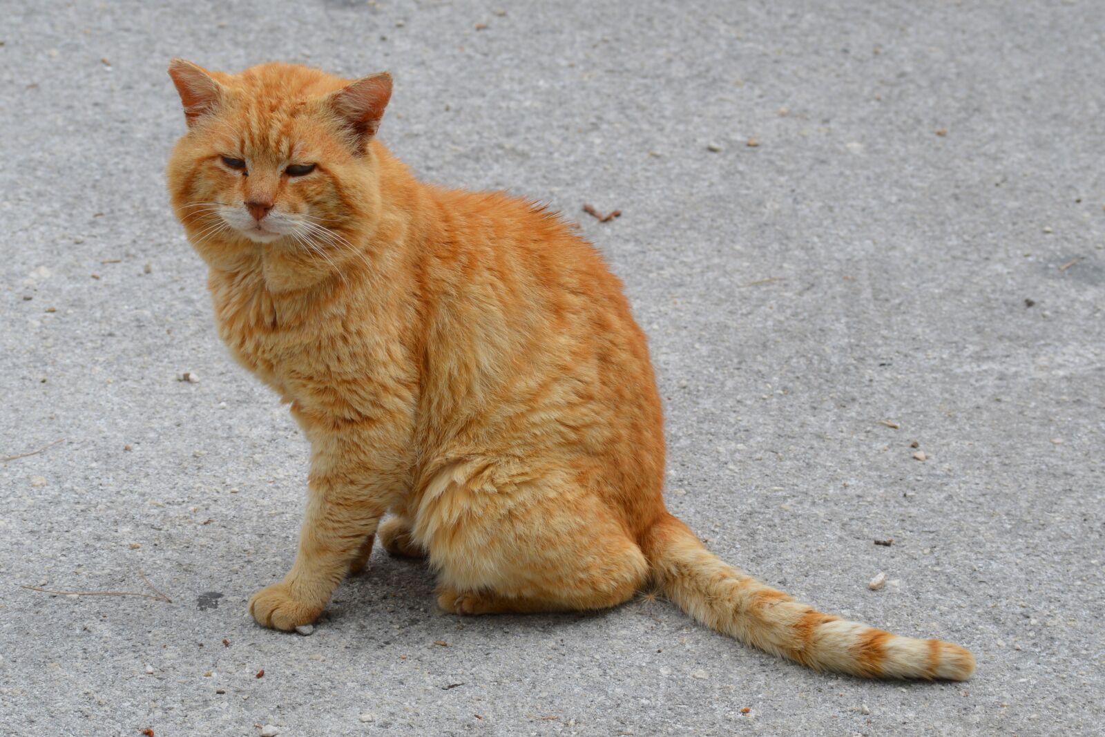 Nikon D3200 sample photo. Cat, nature, outdoors photography