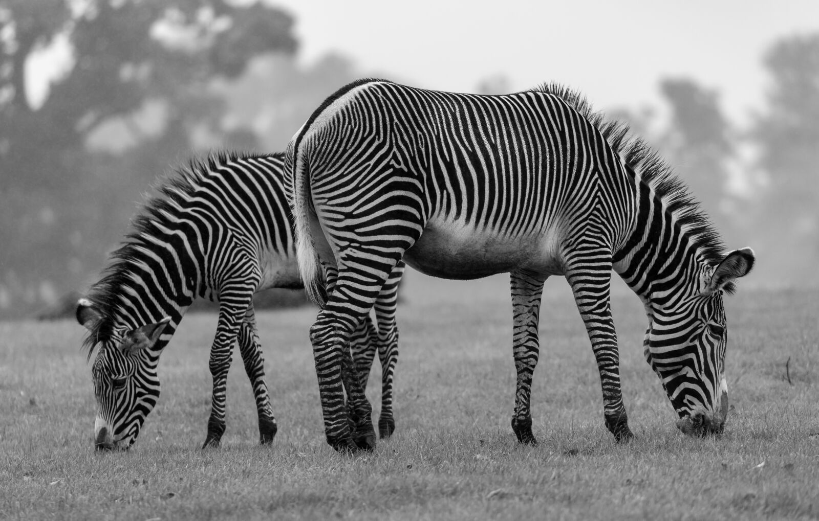 Canon EF 100-400mm F4.5-5.6L IS II USM sample photo. Zebra, animal, africa photography