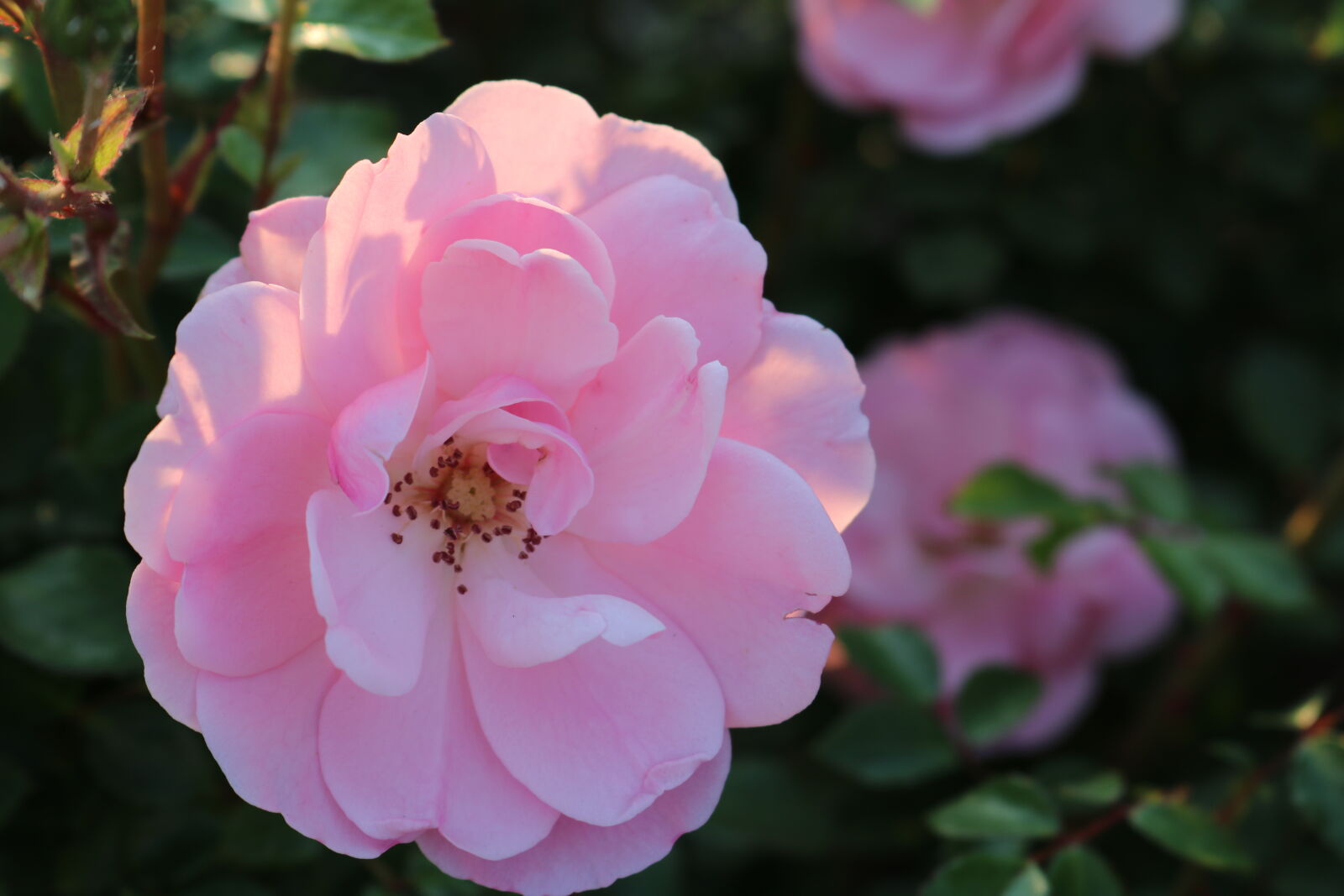 Canon EOS 750D (EOS Rebel T6i / EOS Kiss X8i) sample photo. Amber, of, pink, and photography