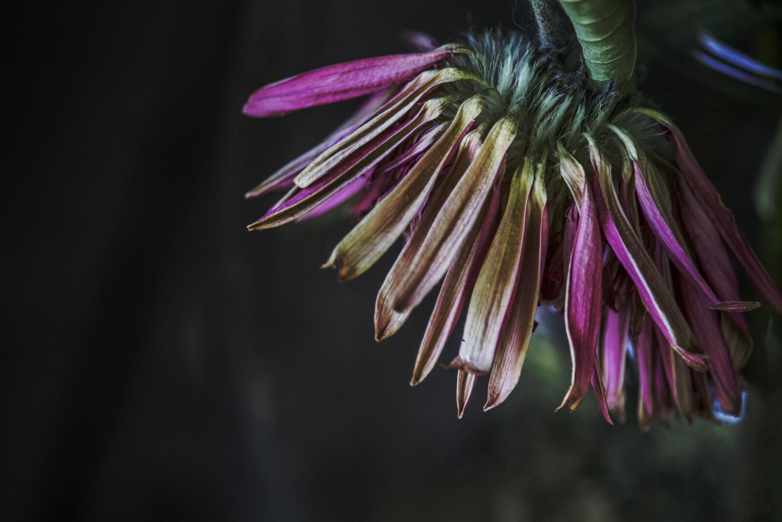 Canon EF-S 55-250mm F4-5.6 IS STM sample photo. Clematis, blossom, bloom photography