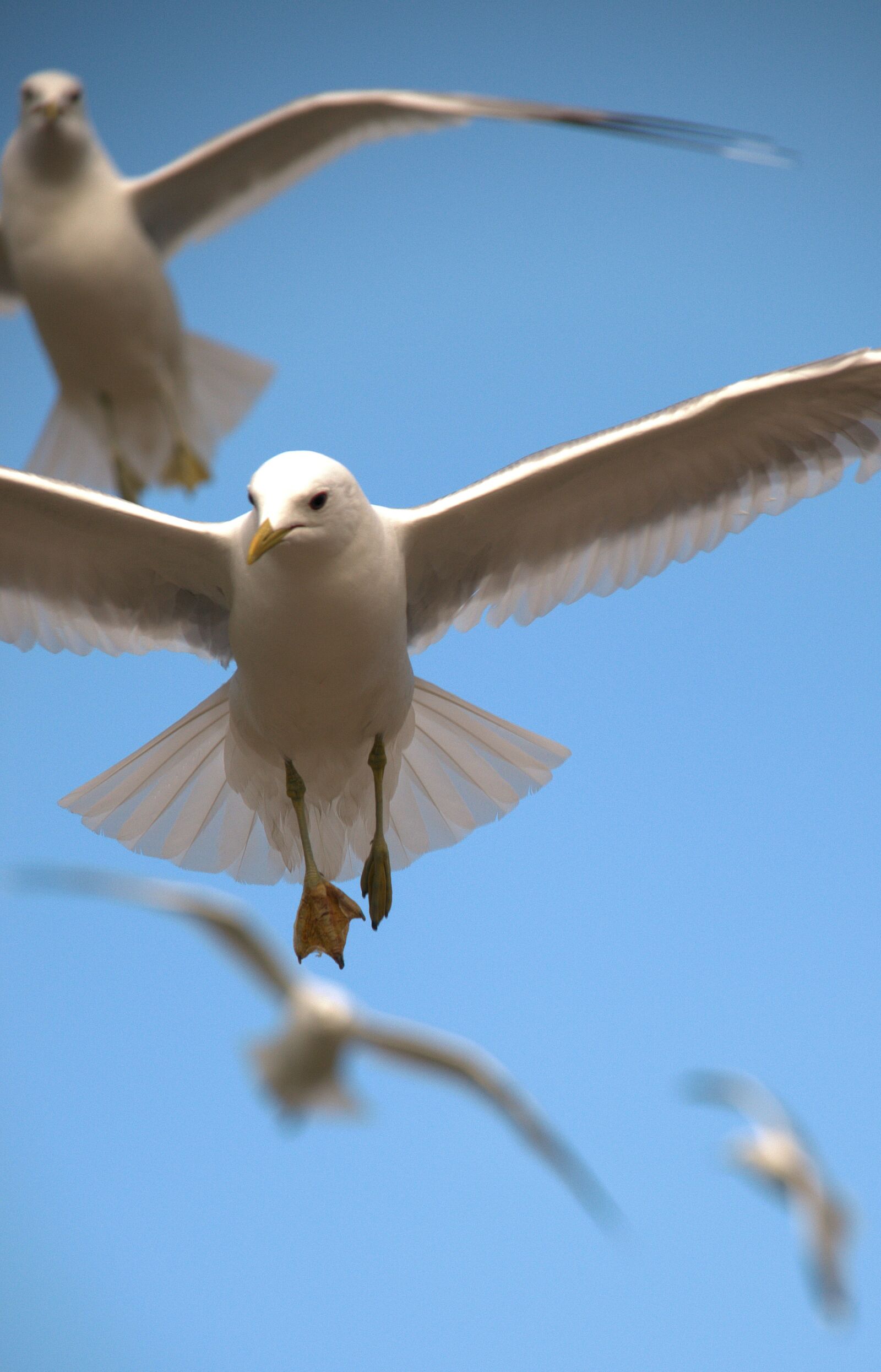 Nikon D300 sample photo. Birds, flying, nature photography
