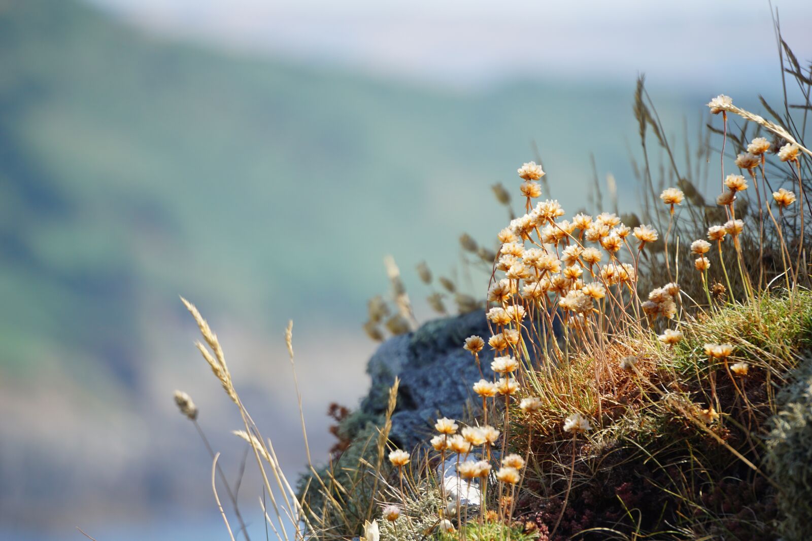 Sony a6000 sample photo. Beach, rame head, torpoint photography