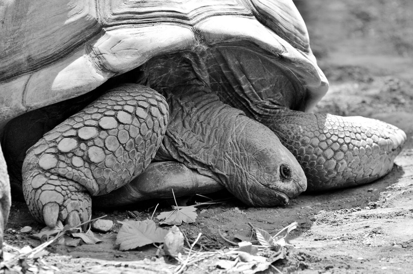 Nikon D3200 sample photo. Turtle, reptile, tortoise photography